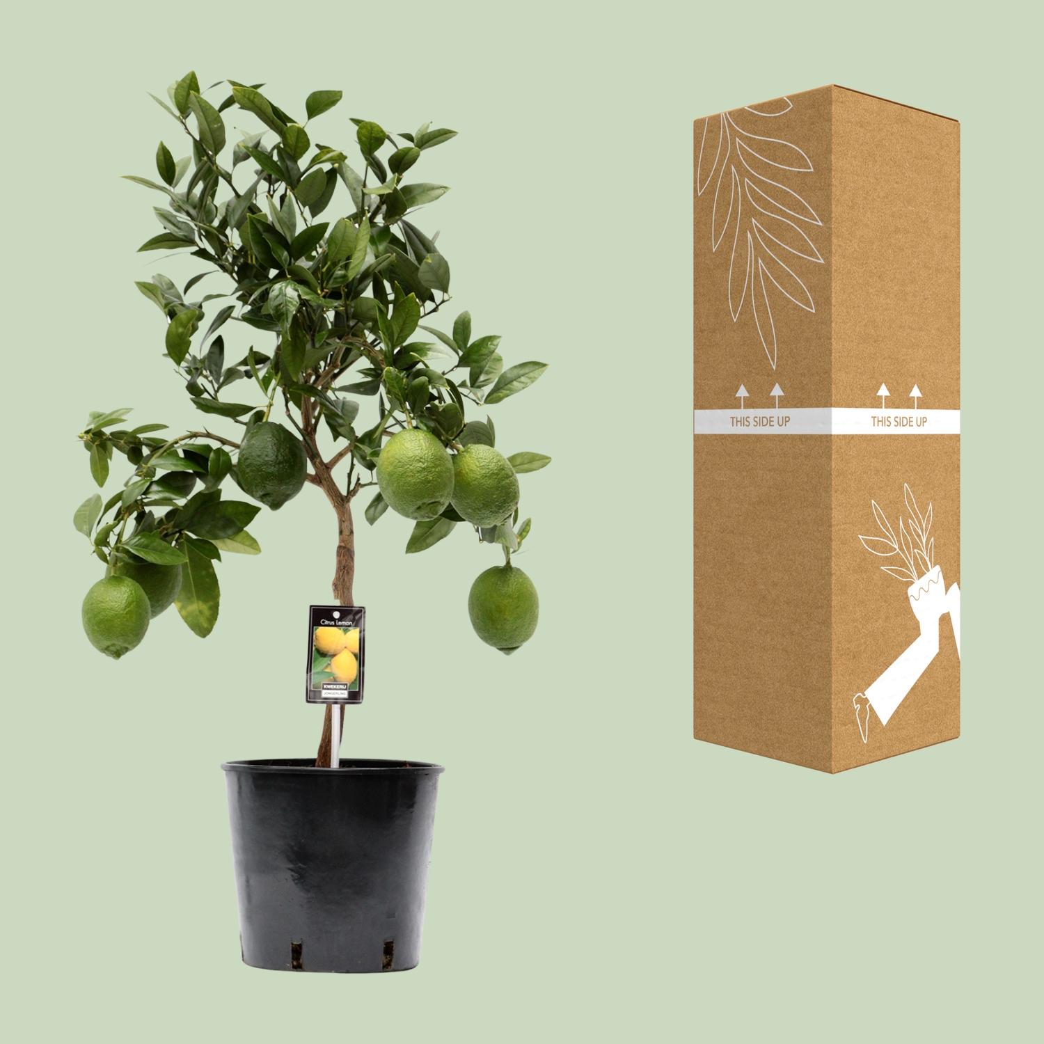 Citrus Lemon (9877)