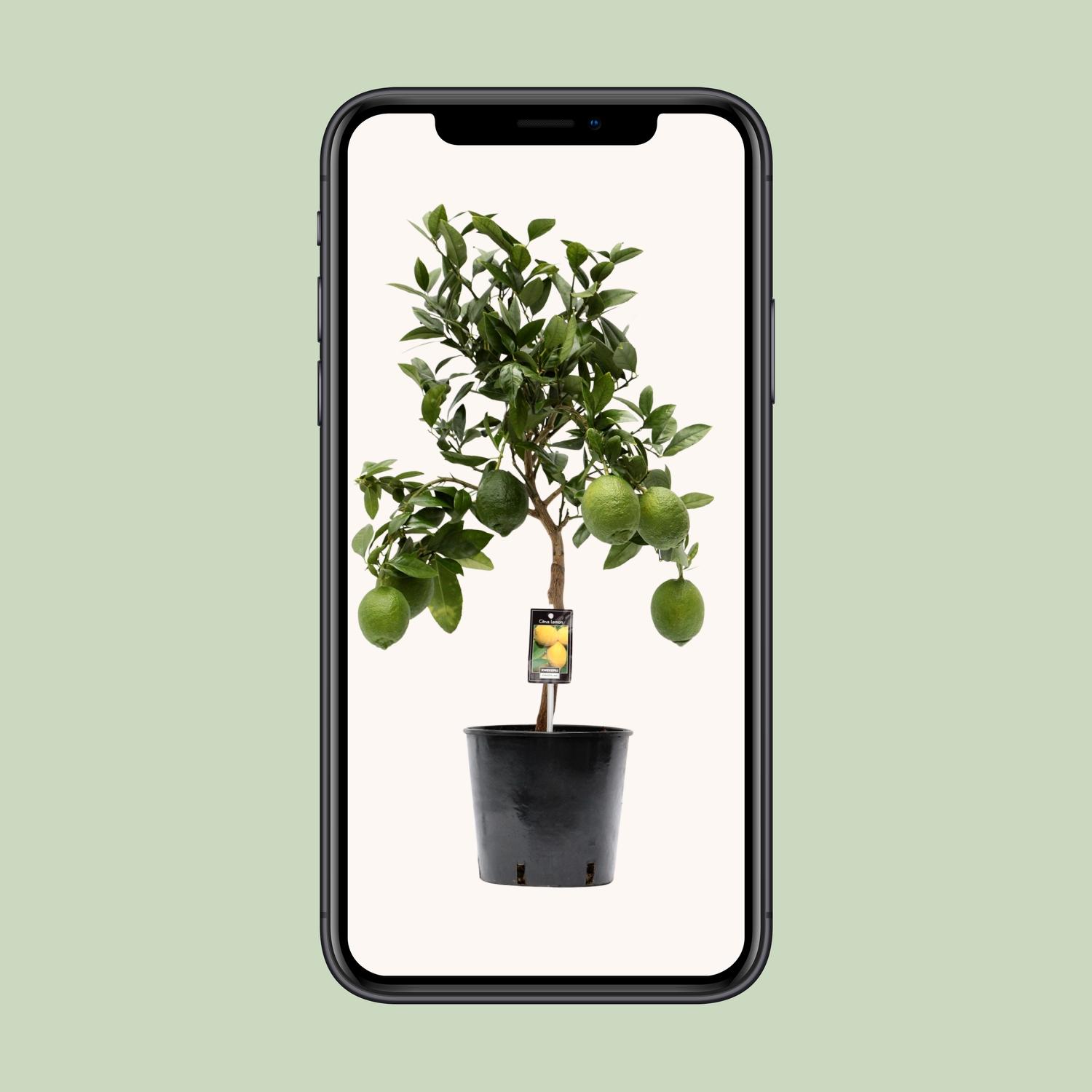 Citrus Lemon (9877)
