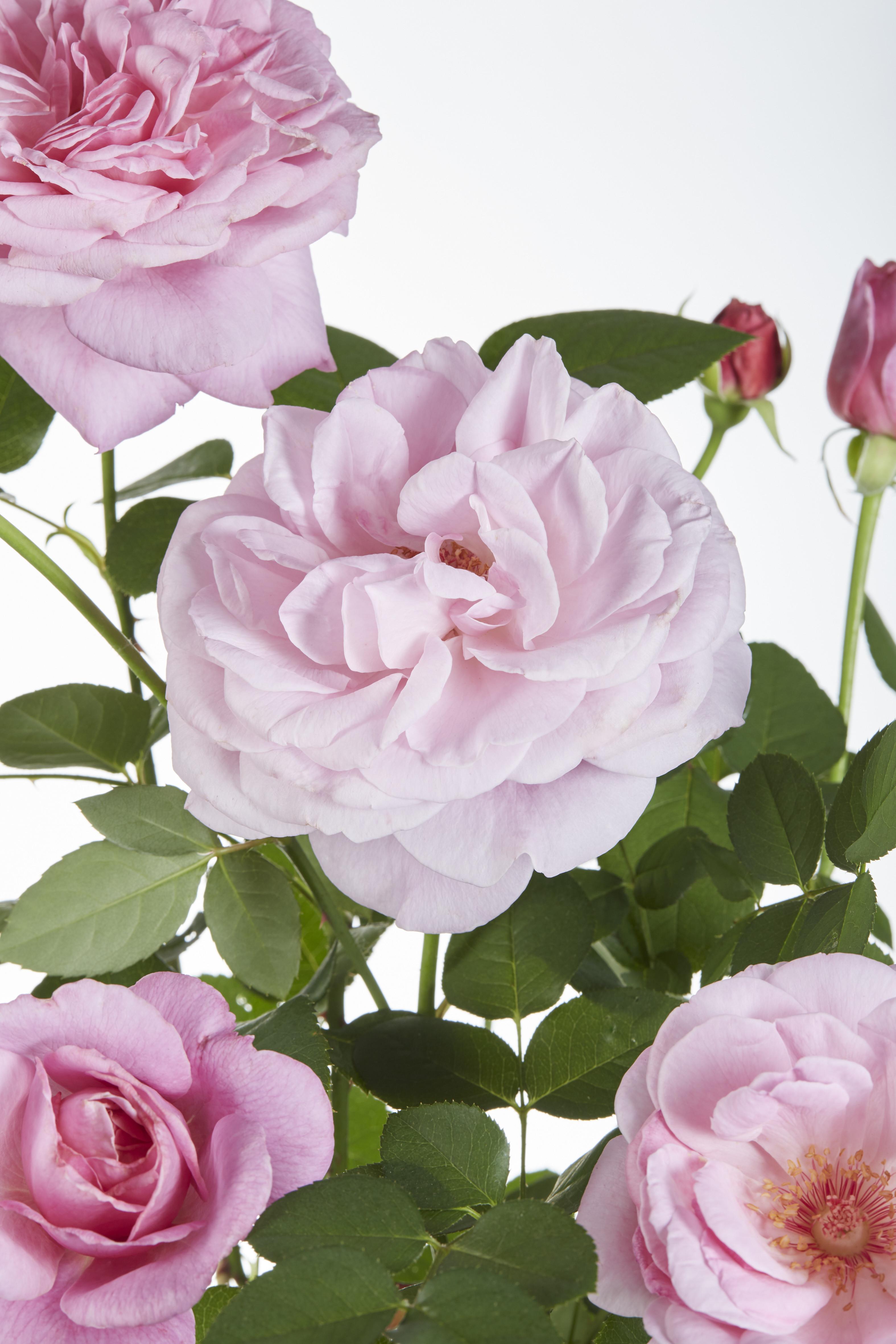 Hoogeveen Rosa Crazy in love 'Pink' - Roze Roos (8719075297087)