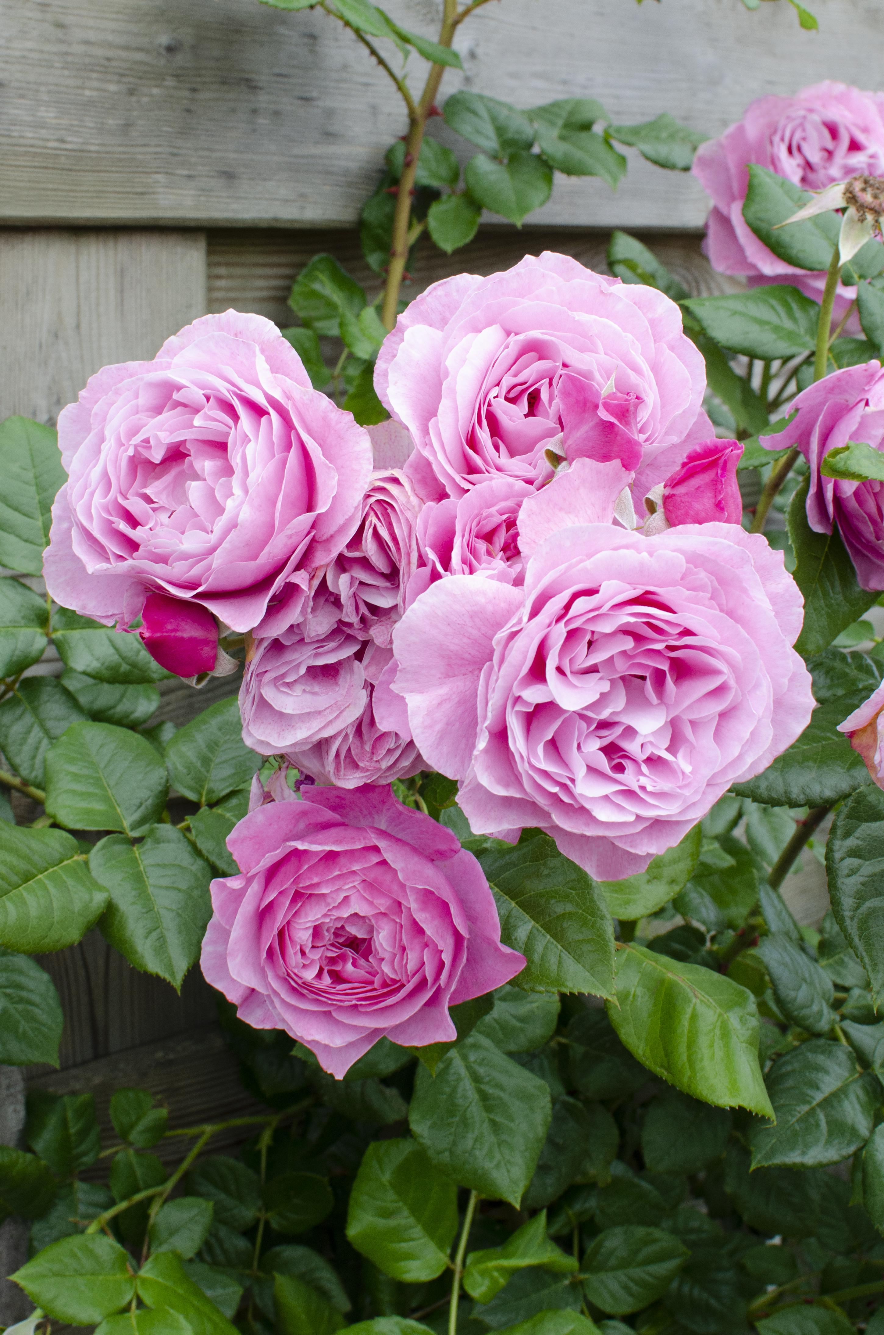 Hoogeveen Rosa Crazy in love 'Pink' - Roze Roos (8719075297087)