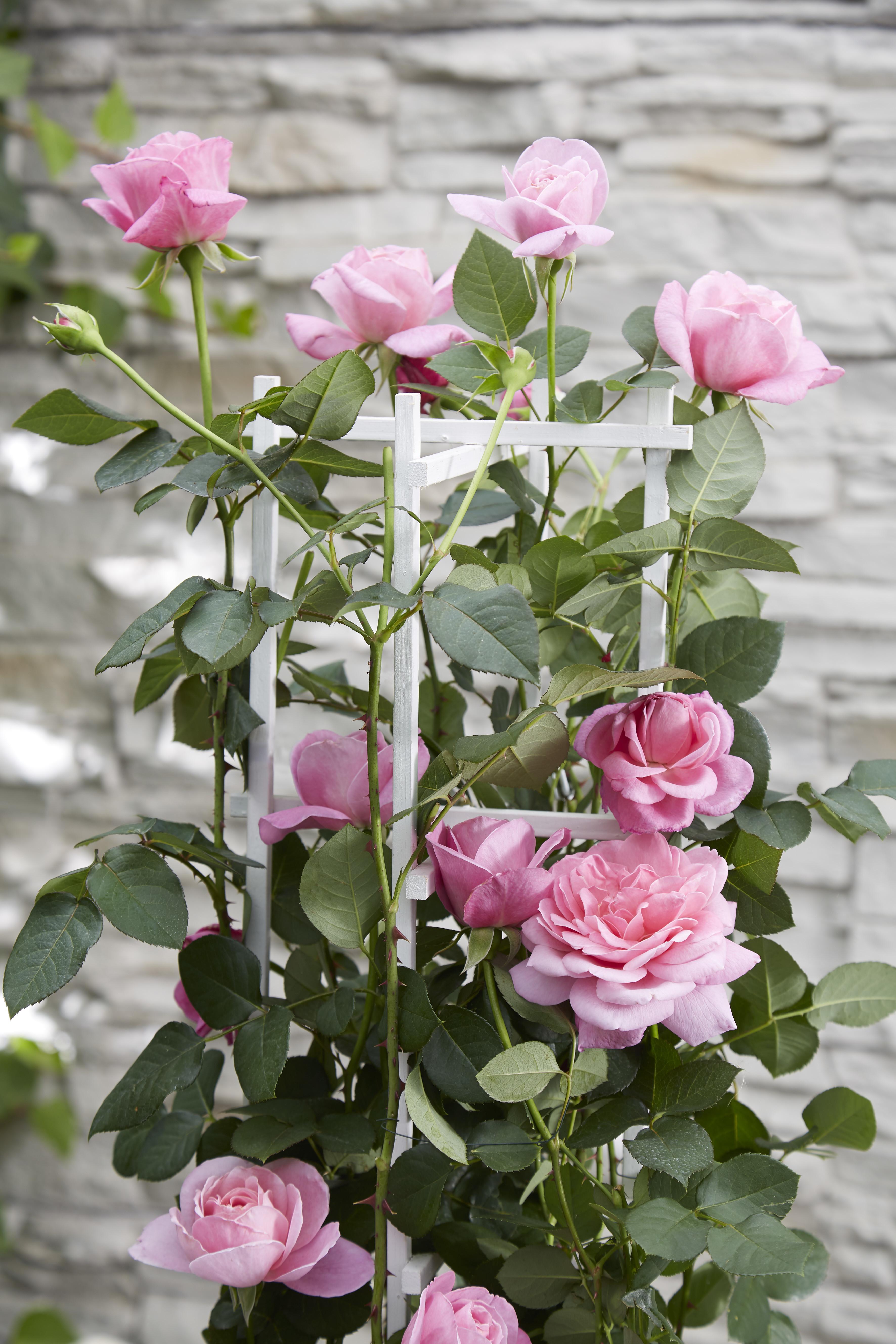 Hoogeveen Rosa Crazy in love 'Pink' - Roze Roos (8719075297087)