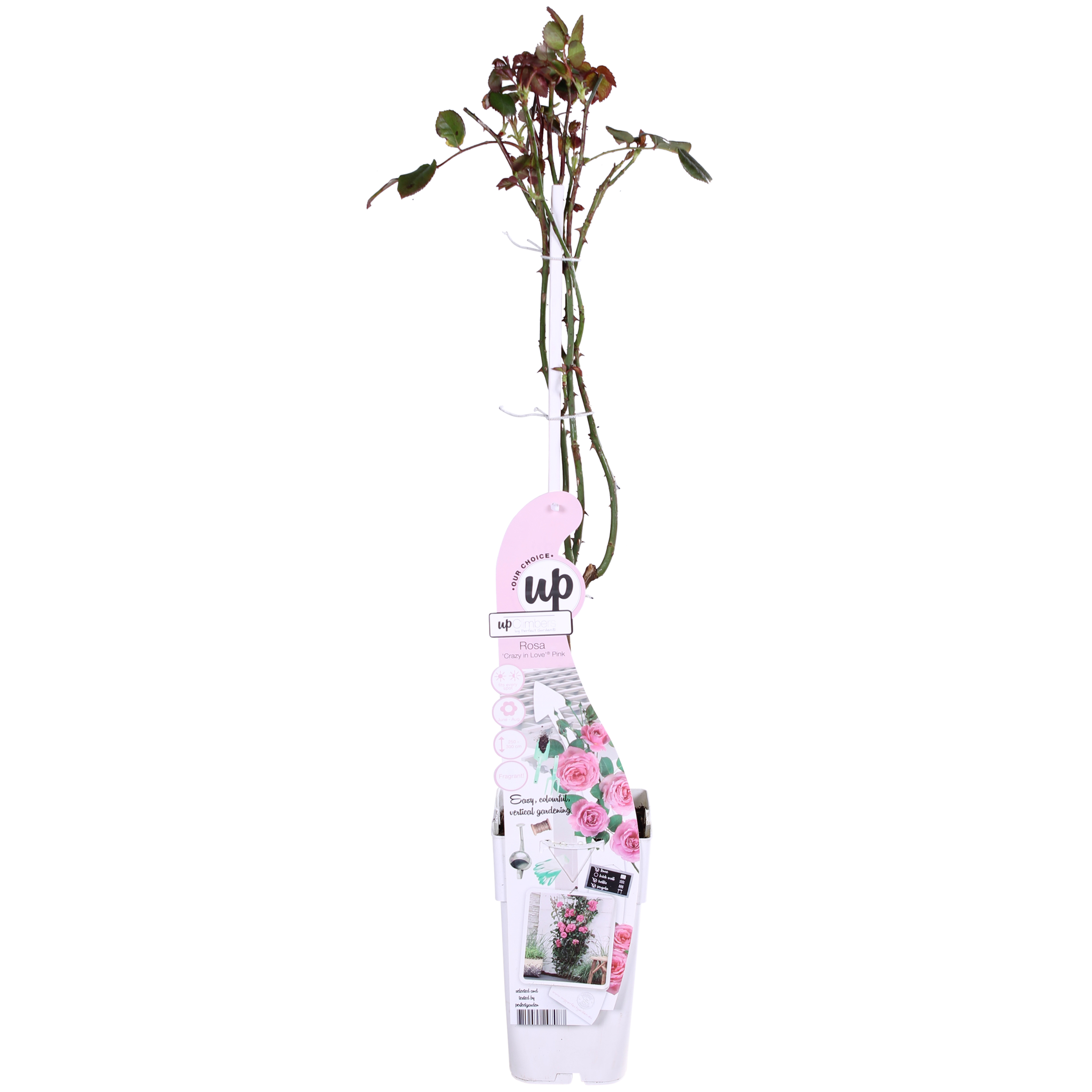 Hoogeveen Rosa Crazy in love 'Pink' - Roze Roos (8719075297087)