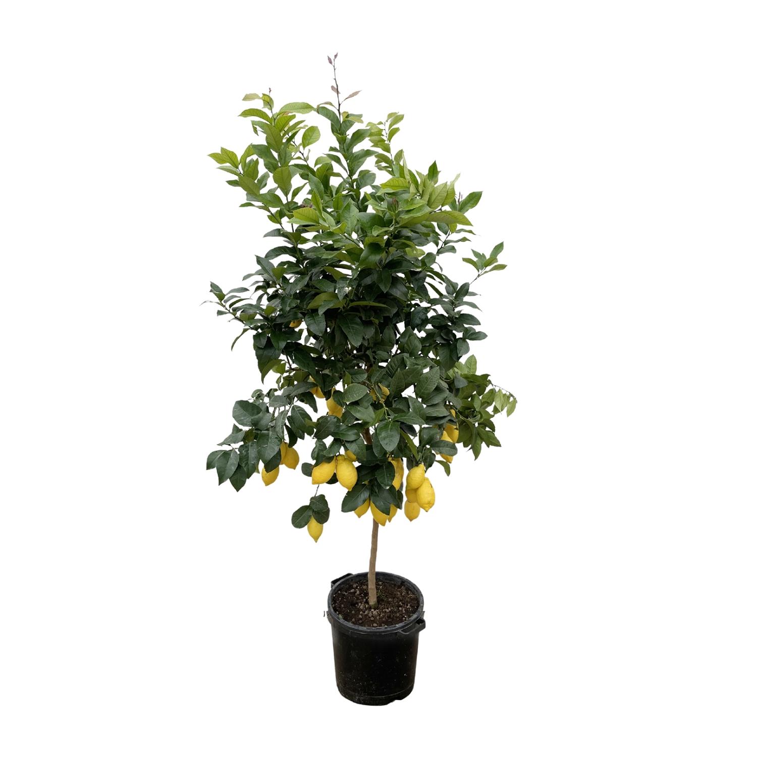 Citrus Lemon - 200cm - ø40 (8721055693284)