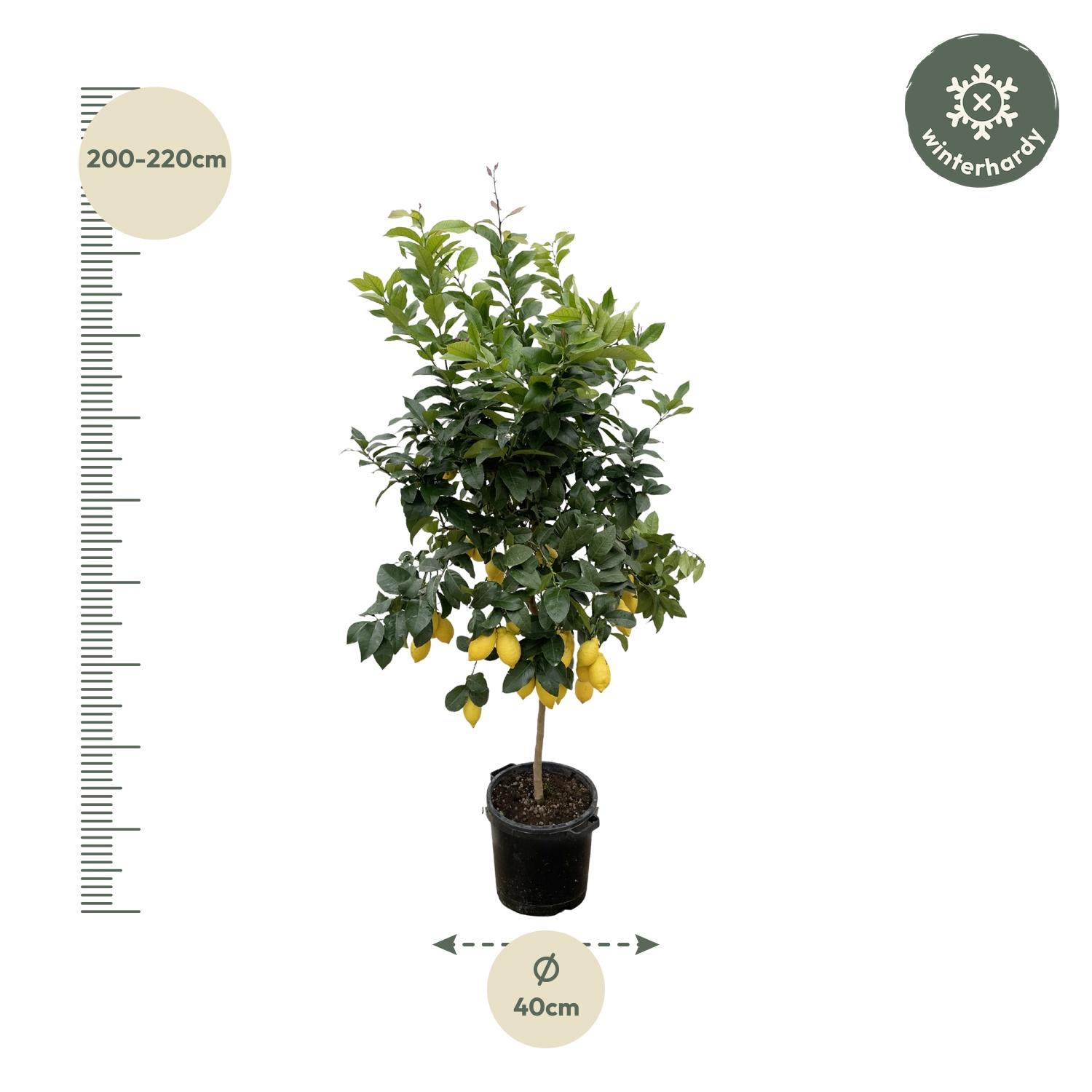 Citrus Lemon - 200cm - ø40 (8721055693284)
