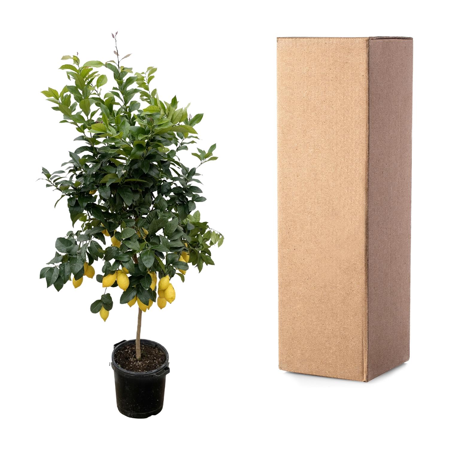 Citrus Lemon - 200cm - ø40 (8721055693284)