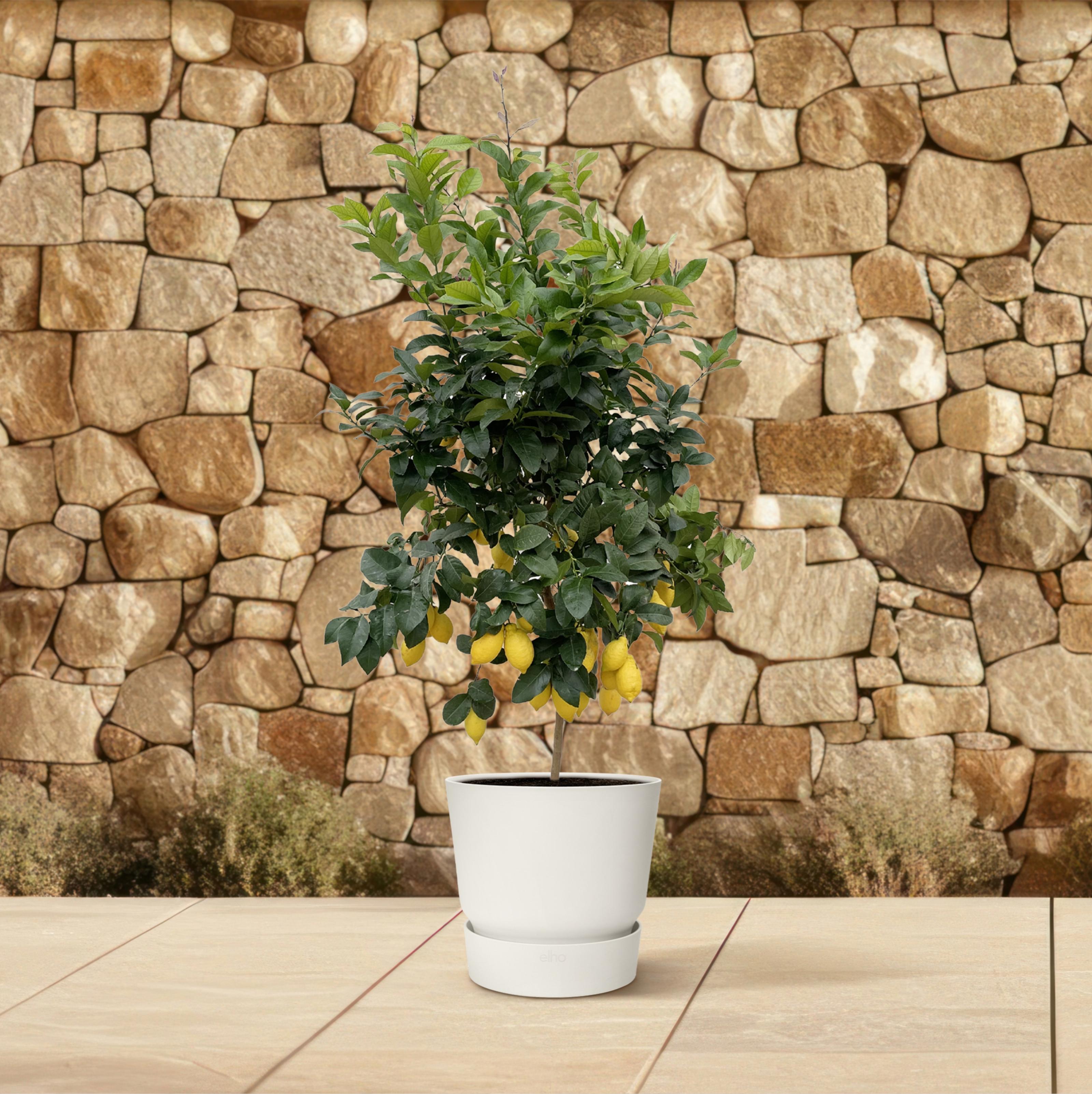 Citrus Lemon - 200cm - ø40 (8721055693284)