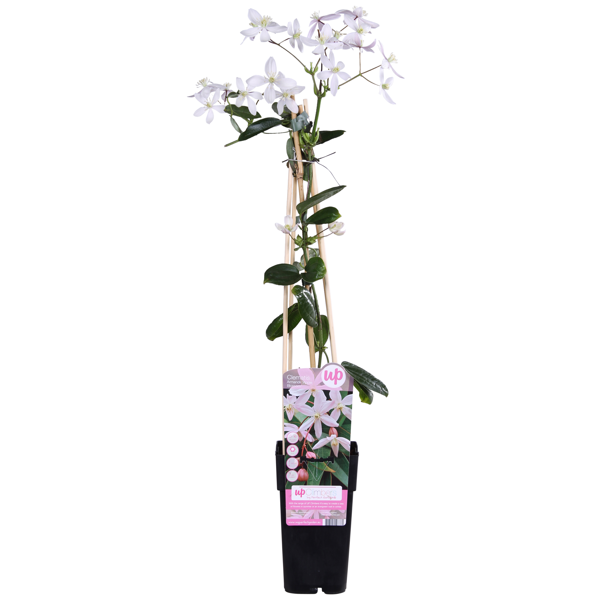 Hoogeveen Clematis armandii Apple Blossom - Groenblijvende Clematis Lichtroze (8718104523371)