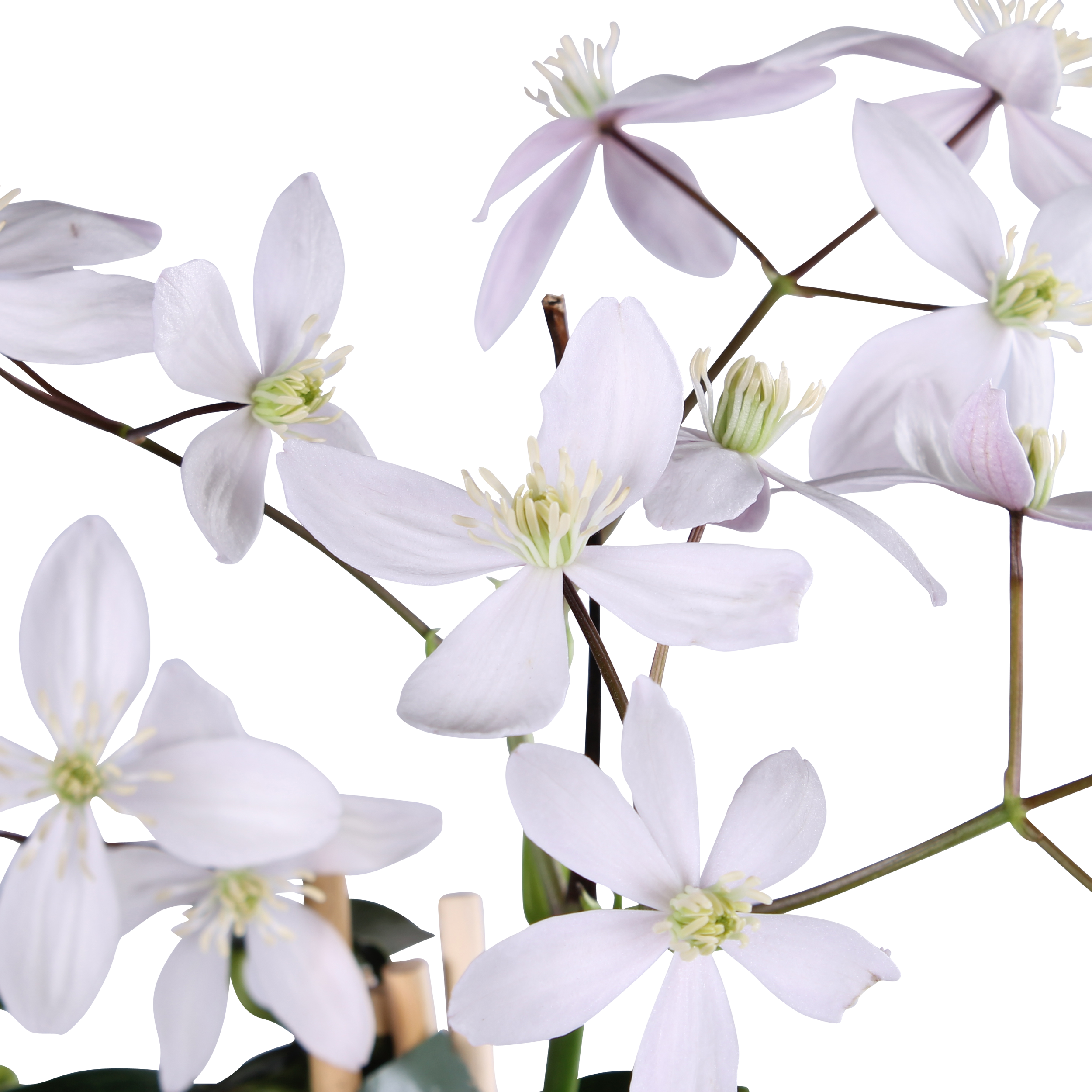 Hoogeveen Clematis armandii Apple Blossom - Groenblijvende Clematis Lichtroze (8718104523371)