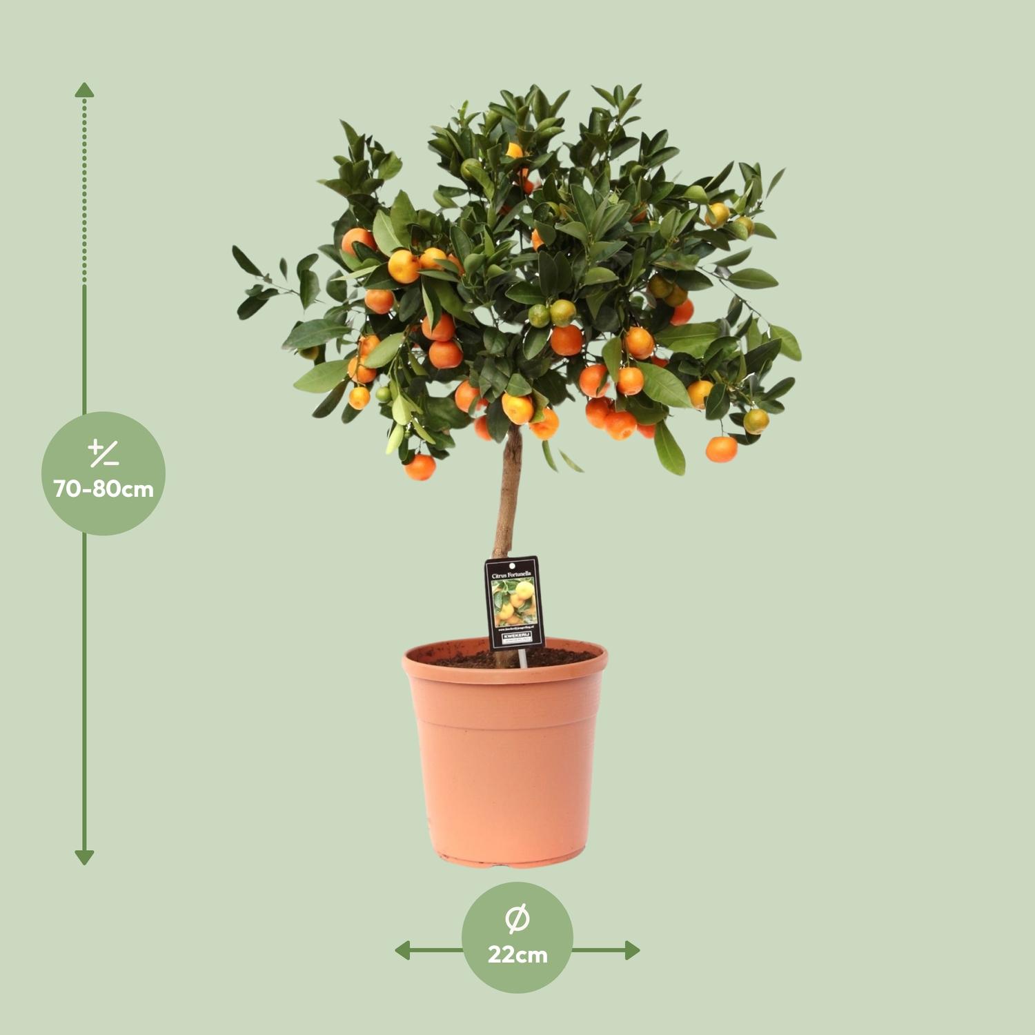 Citrus Calamondin (9875)