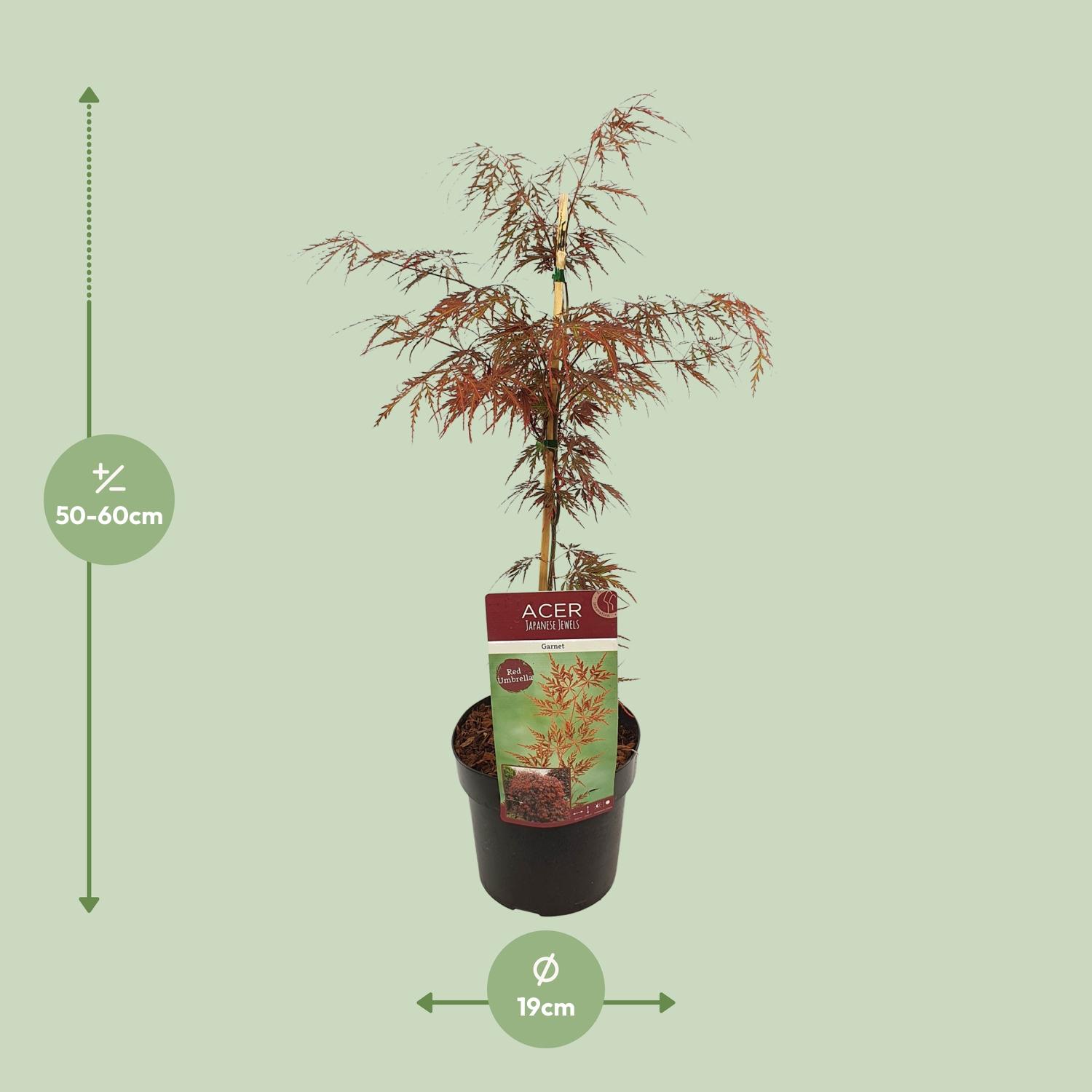 Son & koot Acer palm. 'Garnet' (8718182410525)