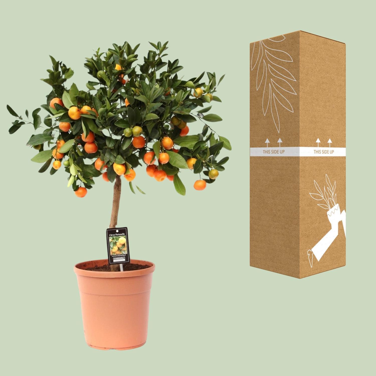 Citrus Calamondin (9875)