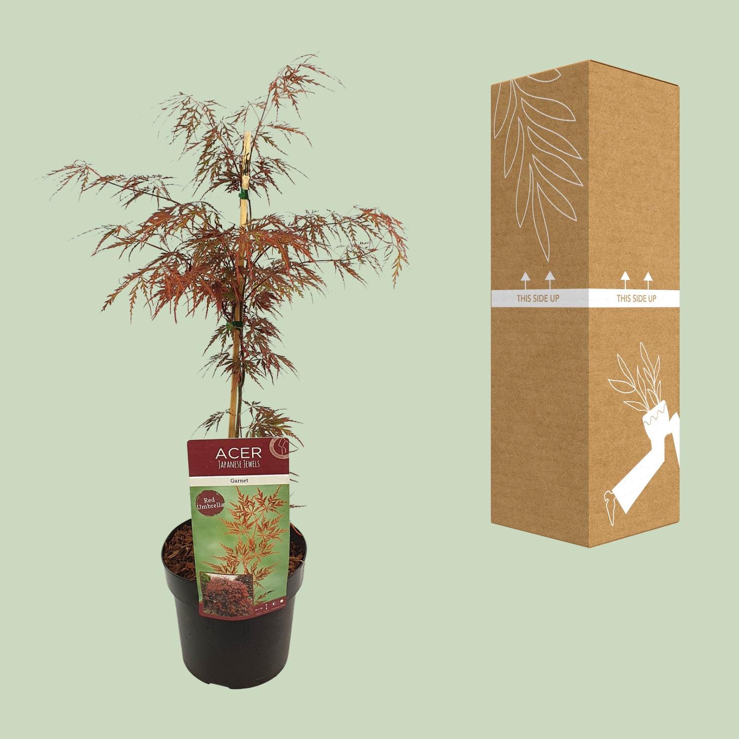 Son & koot Acer palm. 'Garnet' (8718182410525)