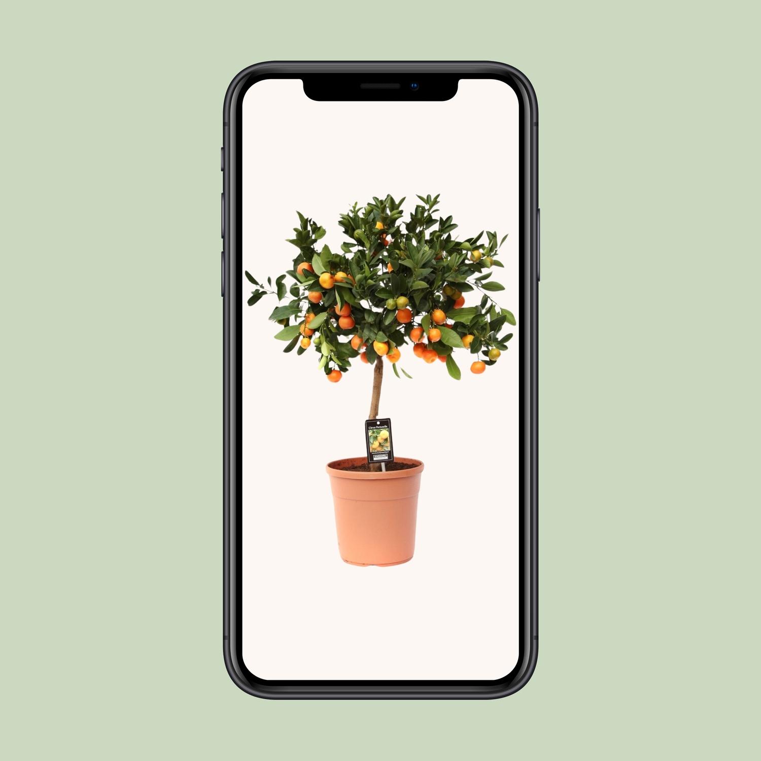 Citrus Calamondin (9875)