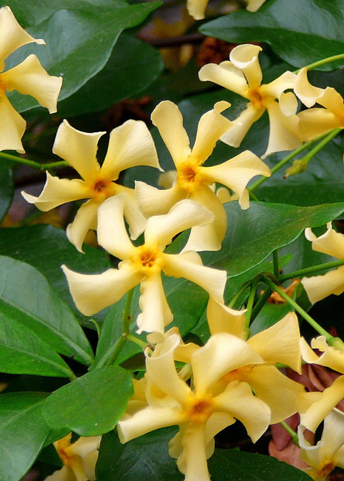 Hoogeveen Trachelospermum 'Star of Toscana' - Toscaanse Jasmijn Geel (8719497265893)