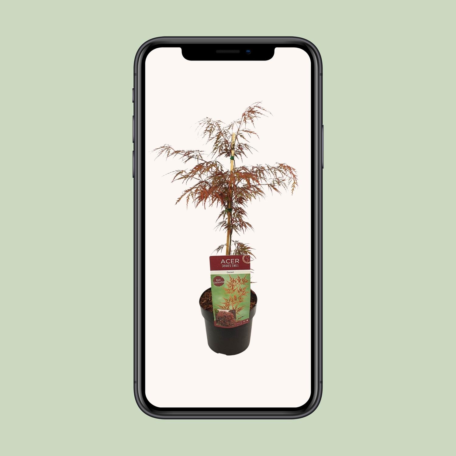 Son & koot Acer palm. 'Garnet' (8718182410525)