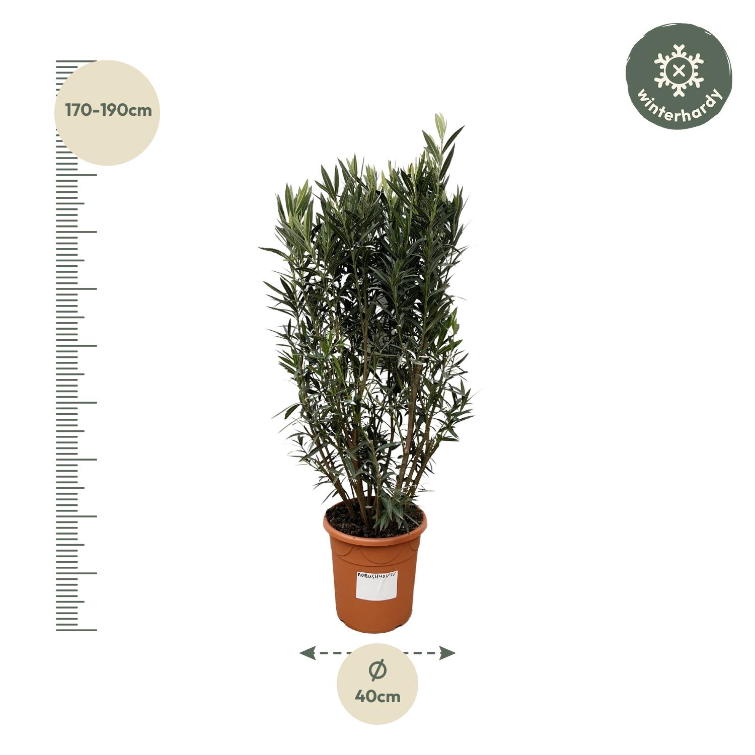 Nerium Oleander struik - 180cm- Ø40 (8721055693079)