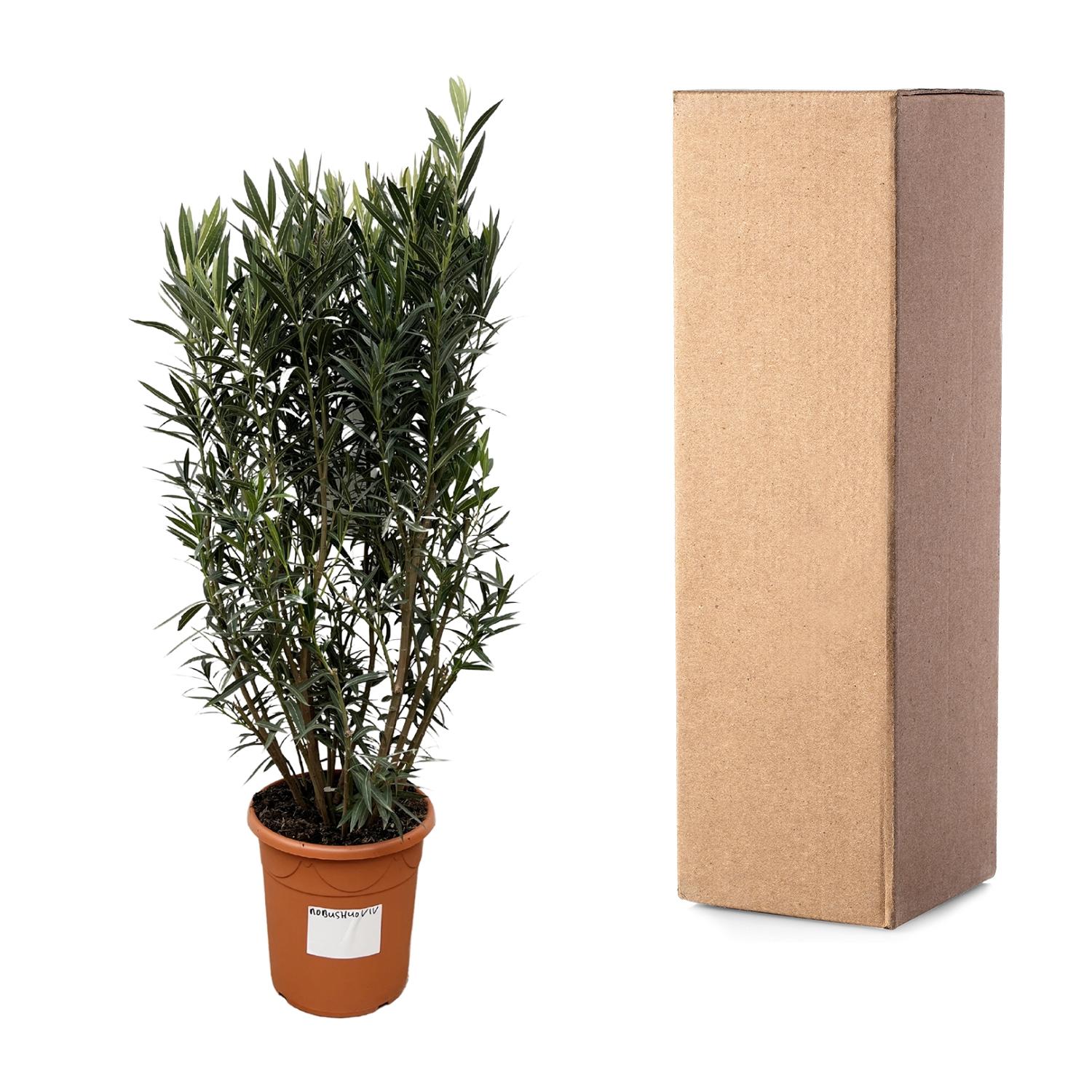Nerium Oleander struik - 180cm- Ø40 (8721055693079)