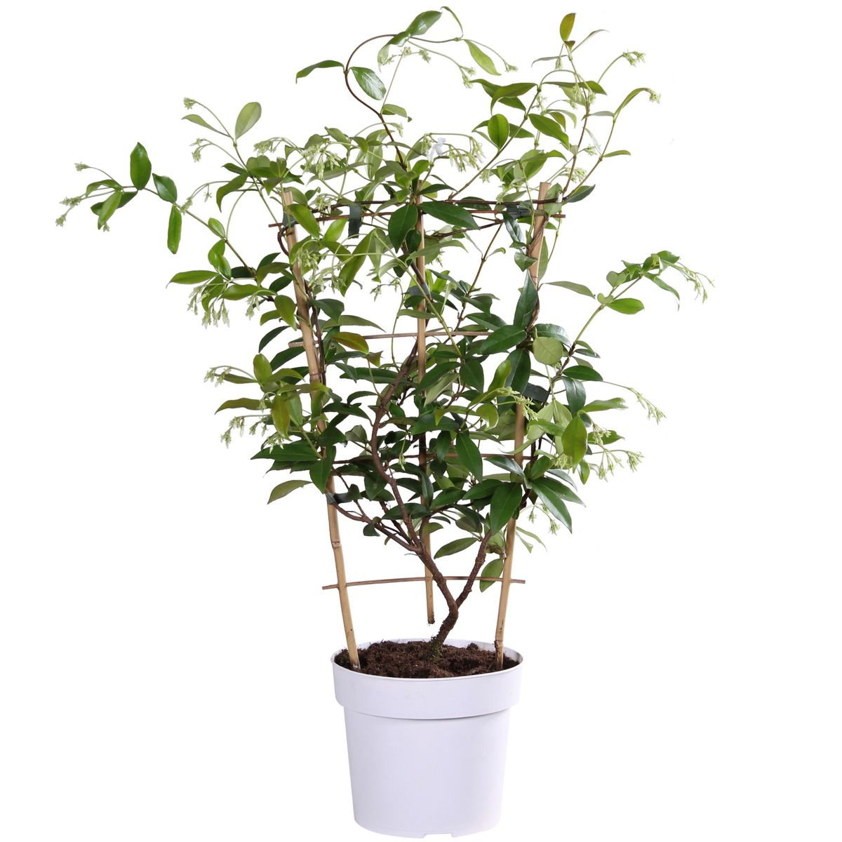 Hoogeveen Trachelospermum 'Star of Toscana' - Toscaanse Jasmijn Geel (8719497265893)