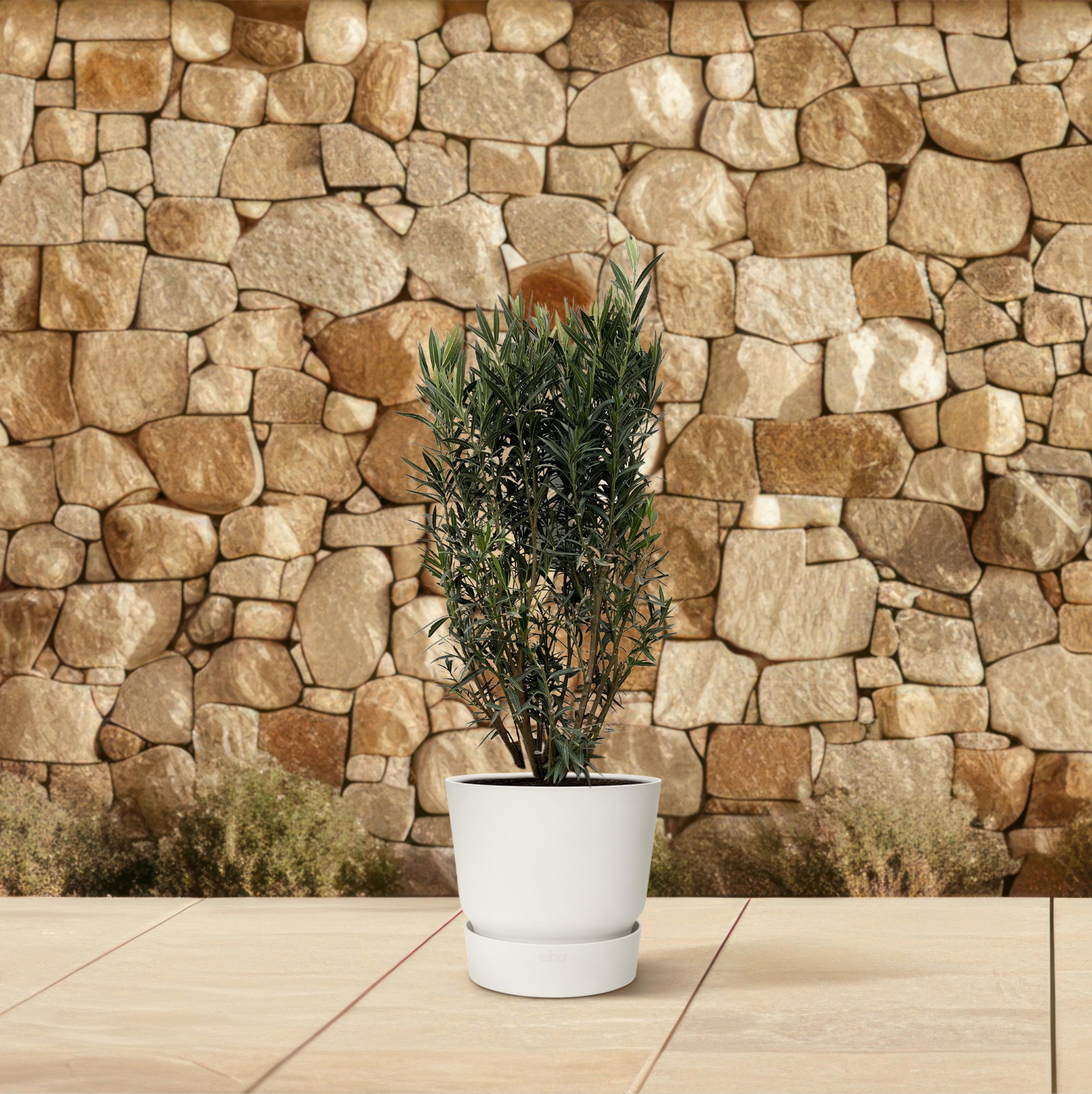 Nerium Oleander struik - 180cm- Ø40 (8721055693079)