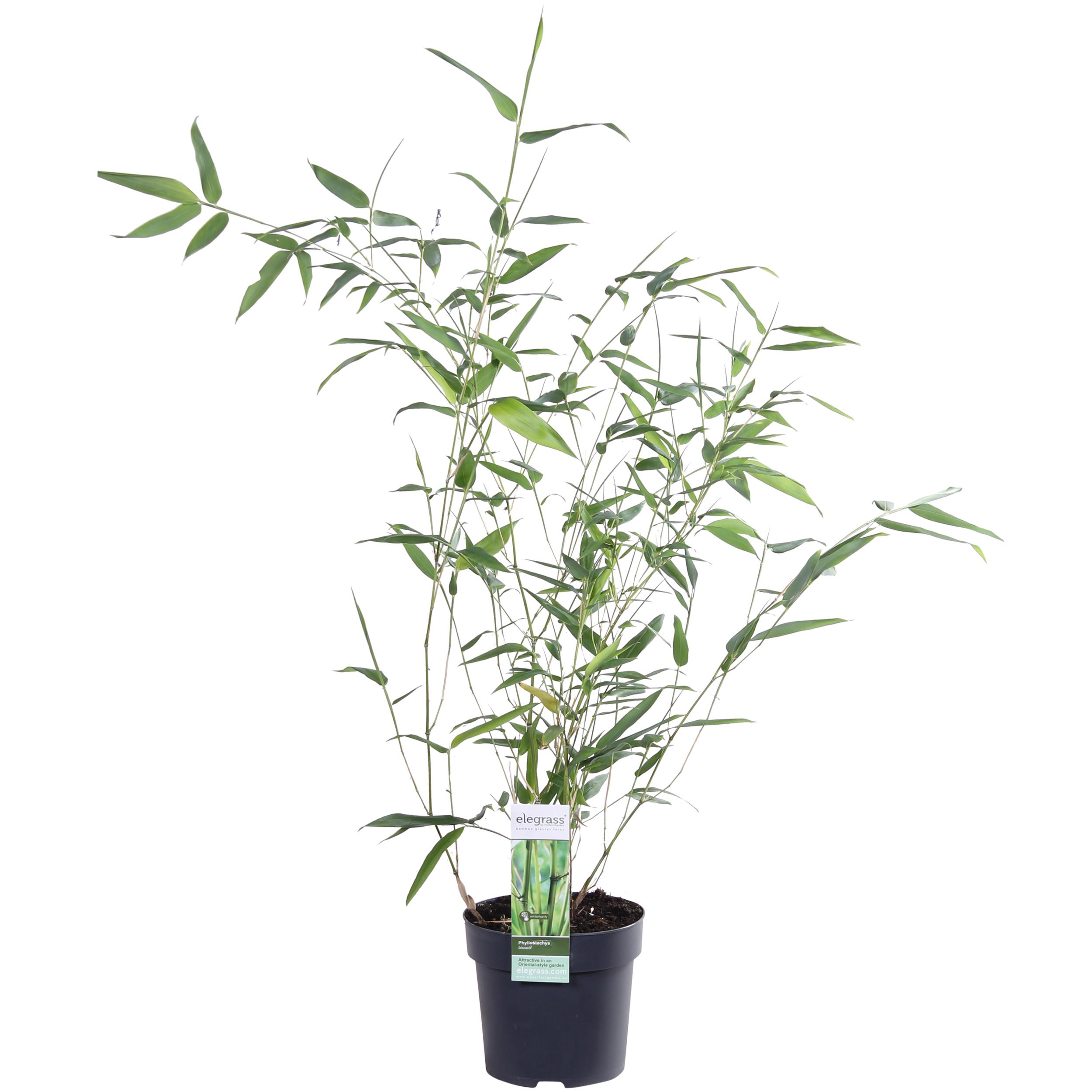 Hoogeveen Phyllostachys 'Bissetii' - Groene stam bamboe (8718531417908)