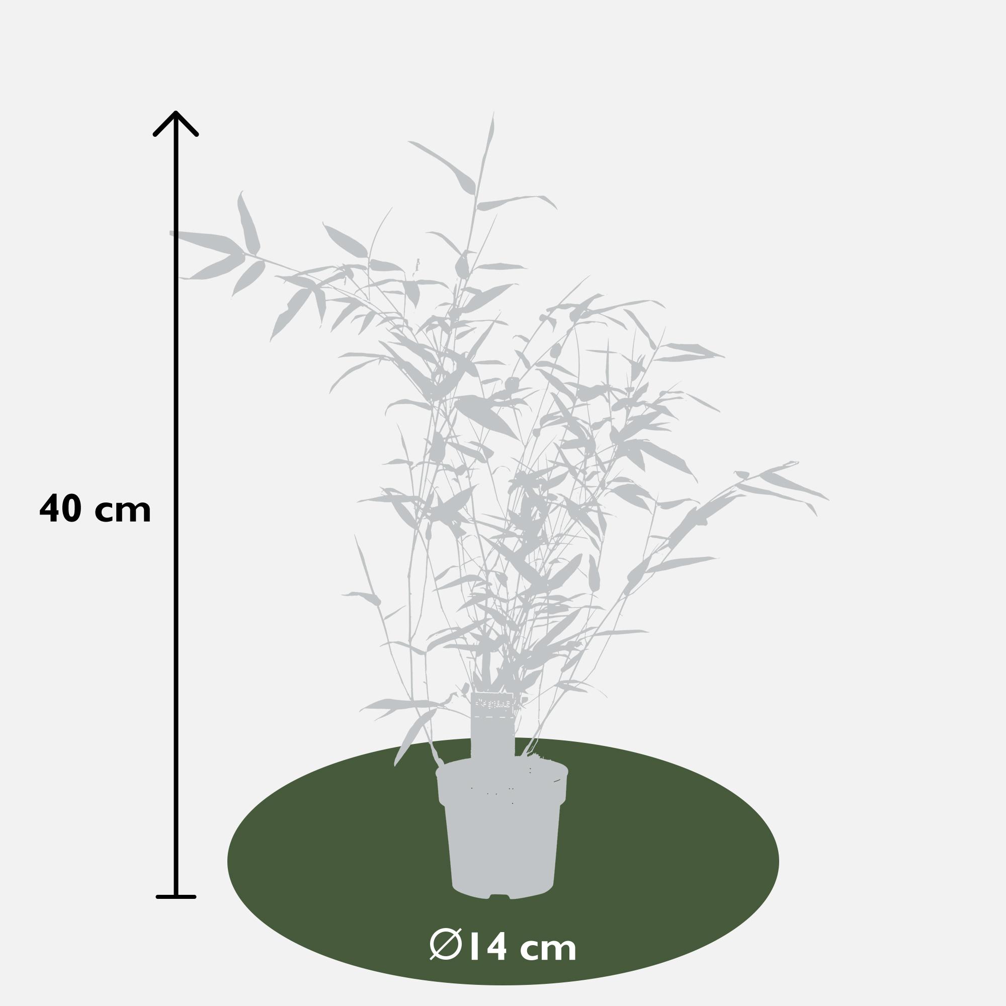 Hoogeveen Phyllostachys 'Bissetii' - Groene stam bamboe (8718531417908)