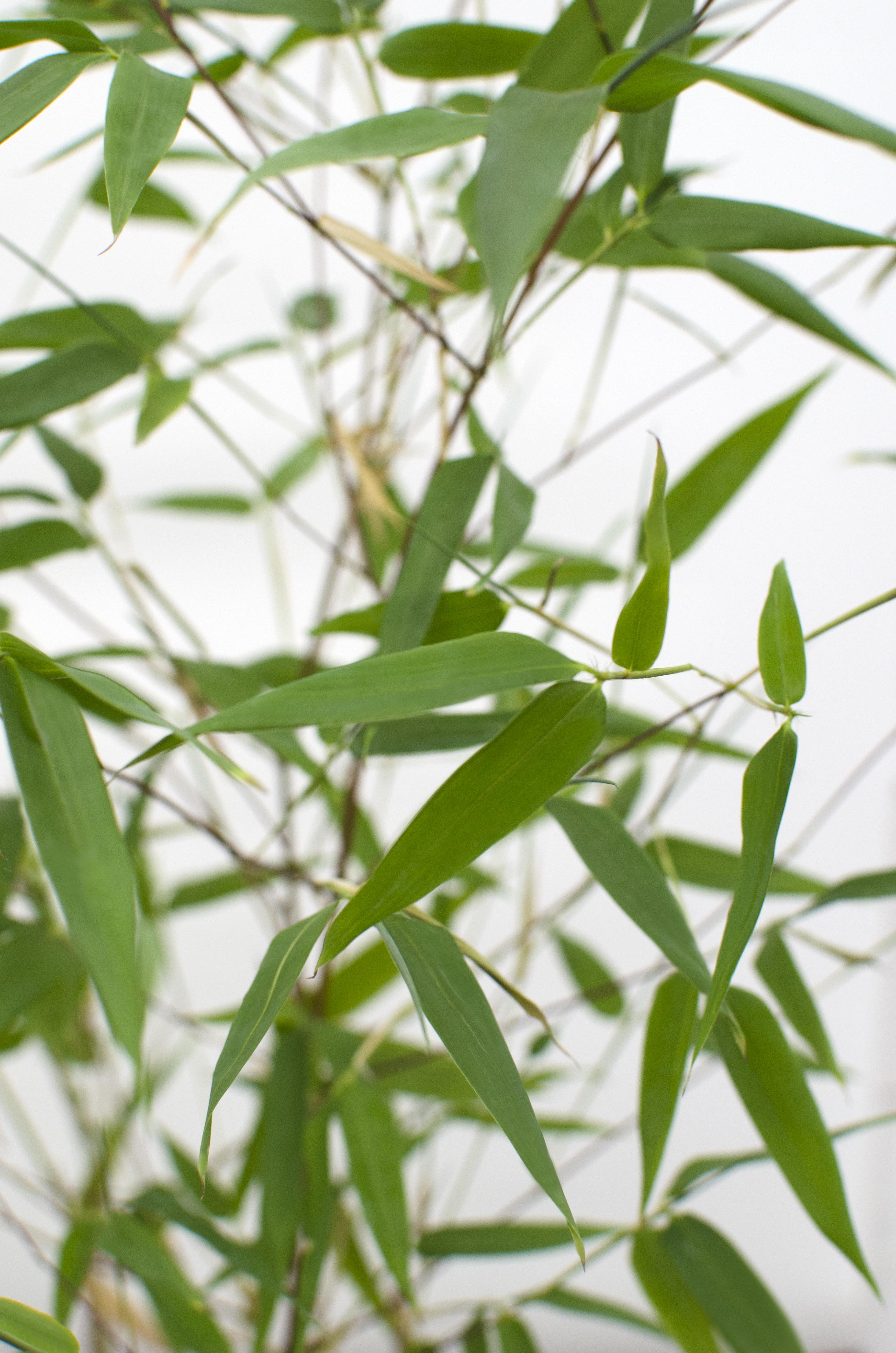 Hoogeveen Phyllostachys 'Bissetii' - Groene stam bamboe (8718531417908)