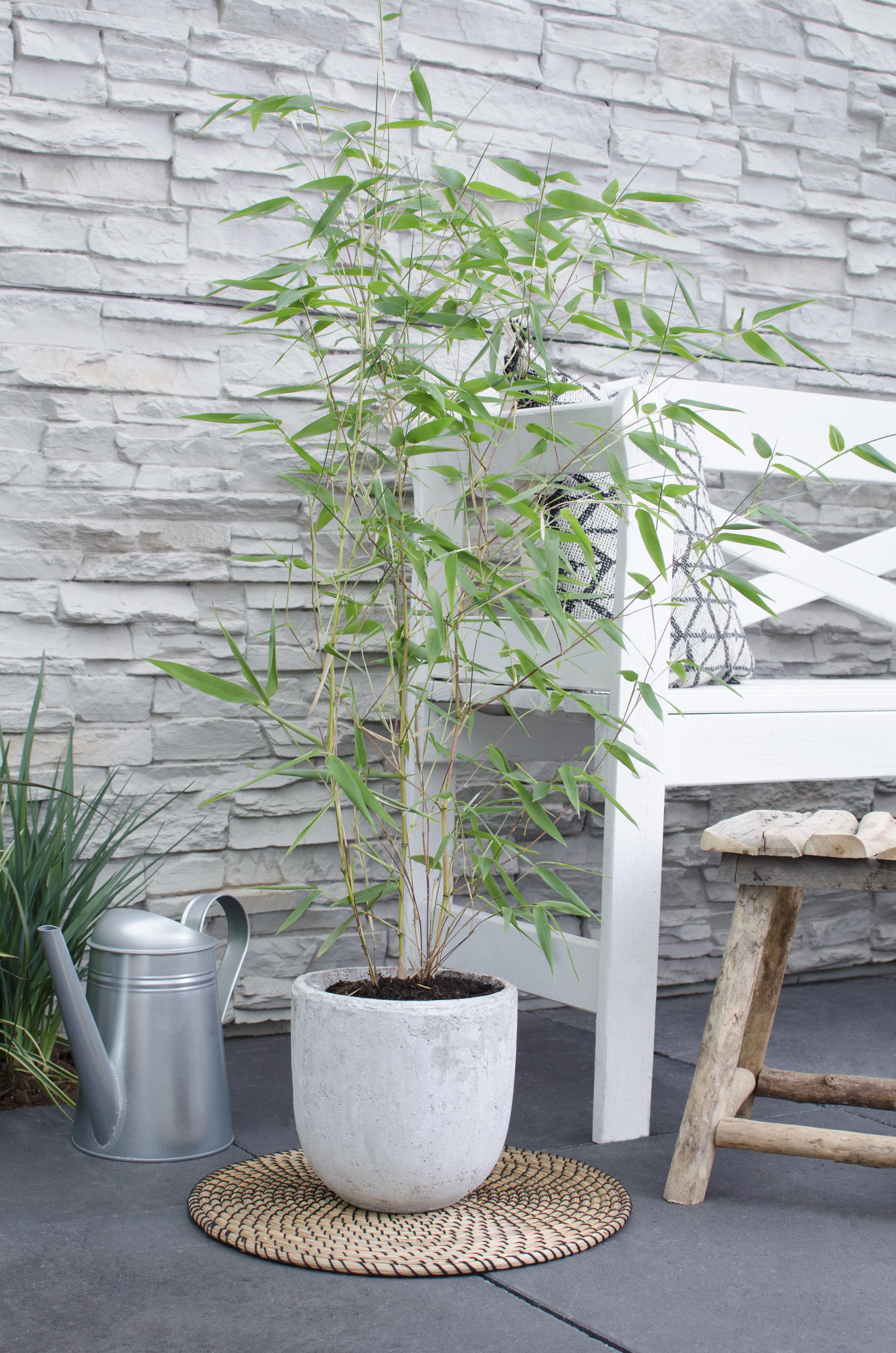 Hoogeveen Phyllostachys 'Bissetii' - Groene stam bamboe (8718531417908)