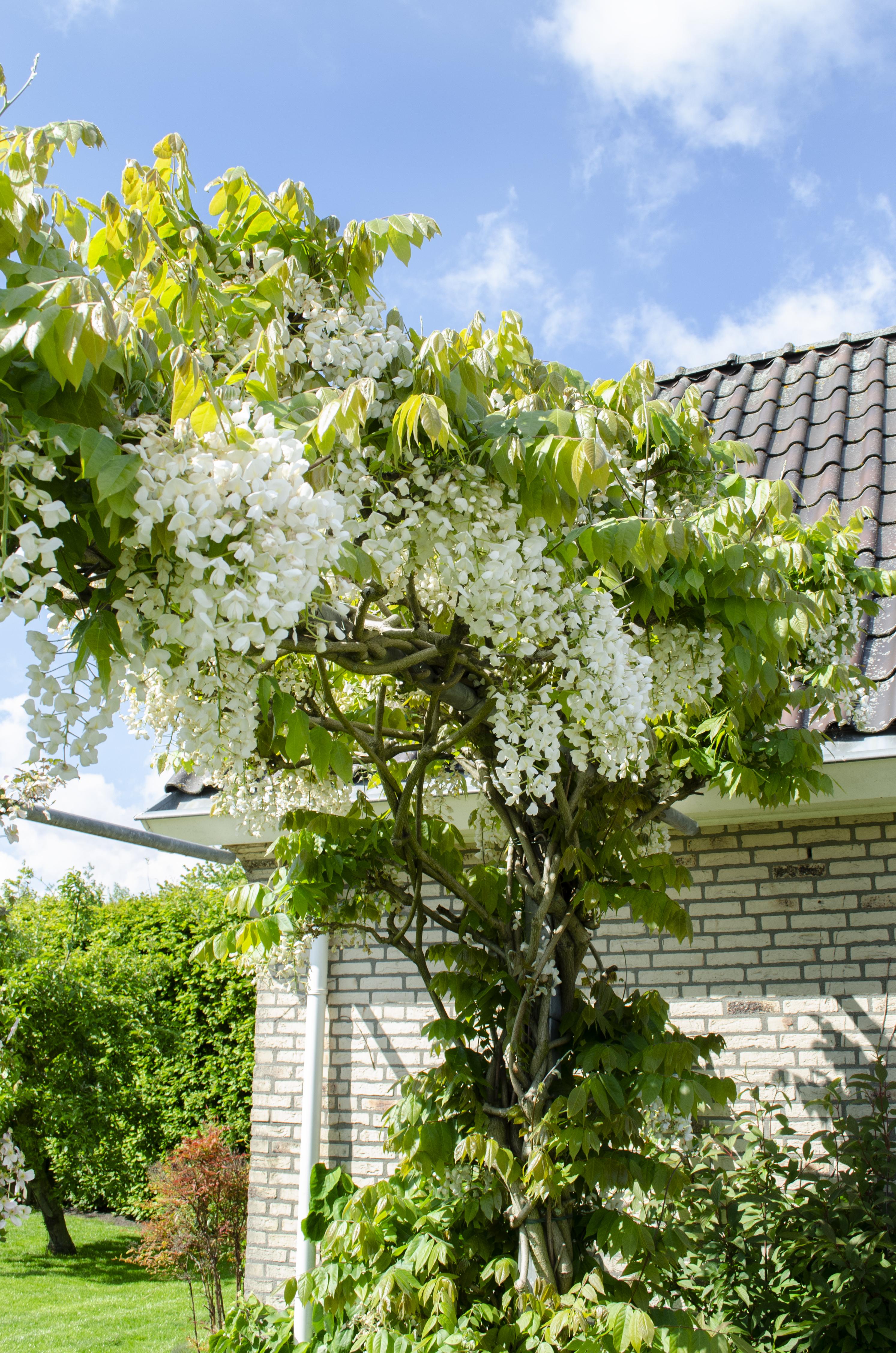 Hoogeveen Wisteria floribunda Alba - Witte regen (8712044842424)