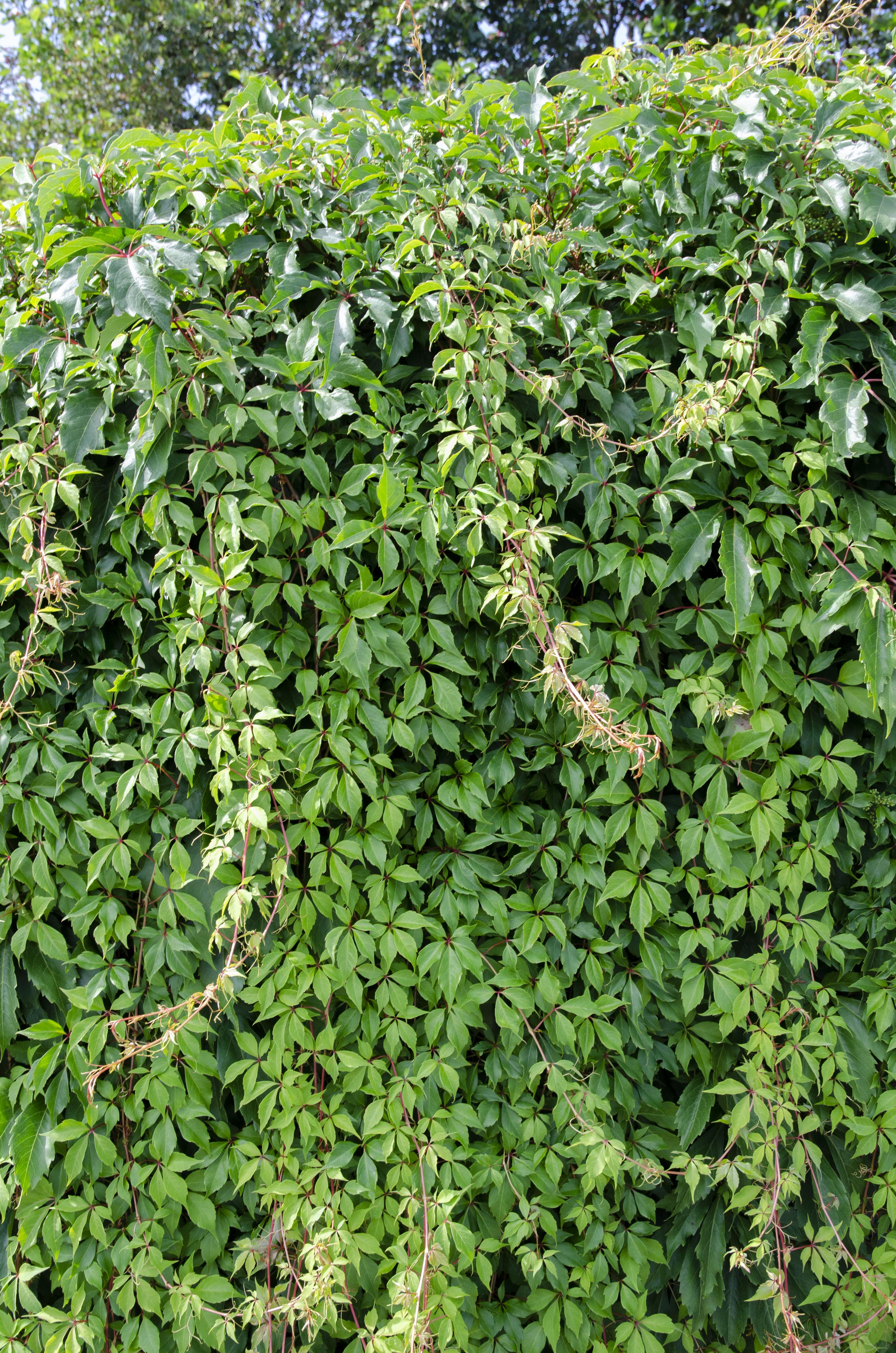 Hoogeveen Parthenocissus q. var. 'Engelmannii' (8712044839066)