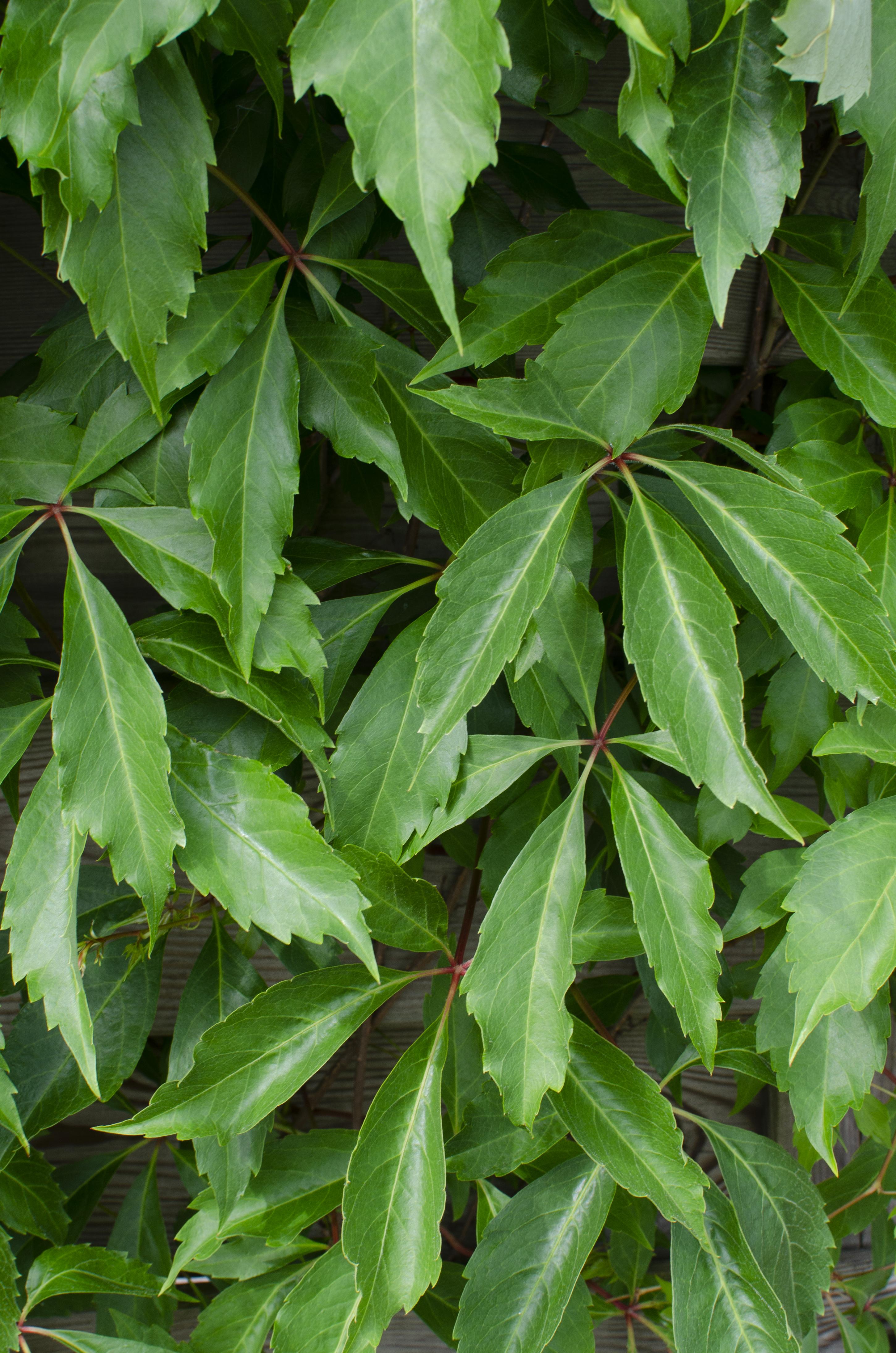 Hoogeveen Parthenocissus q. var. 'Engelmannii' (8712044839066)