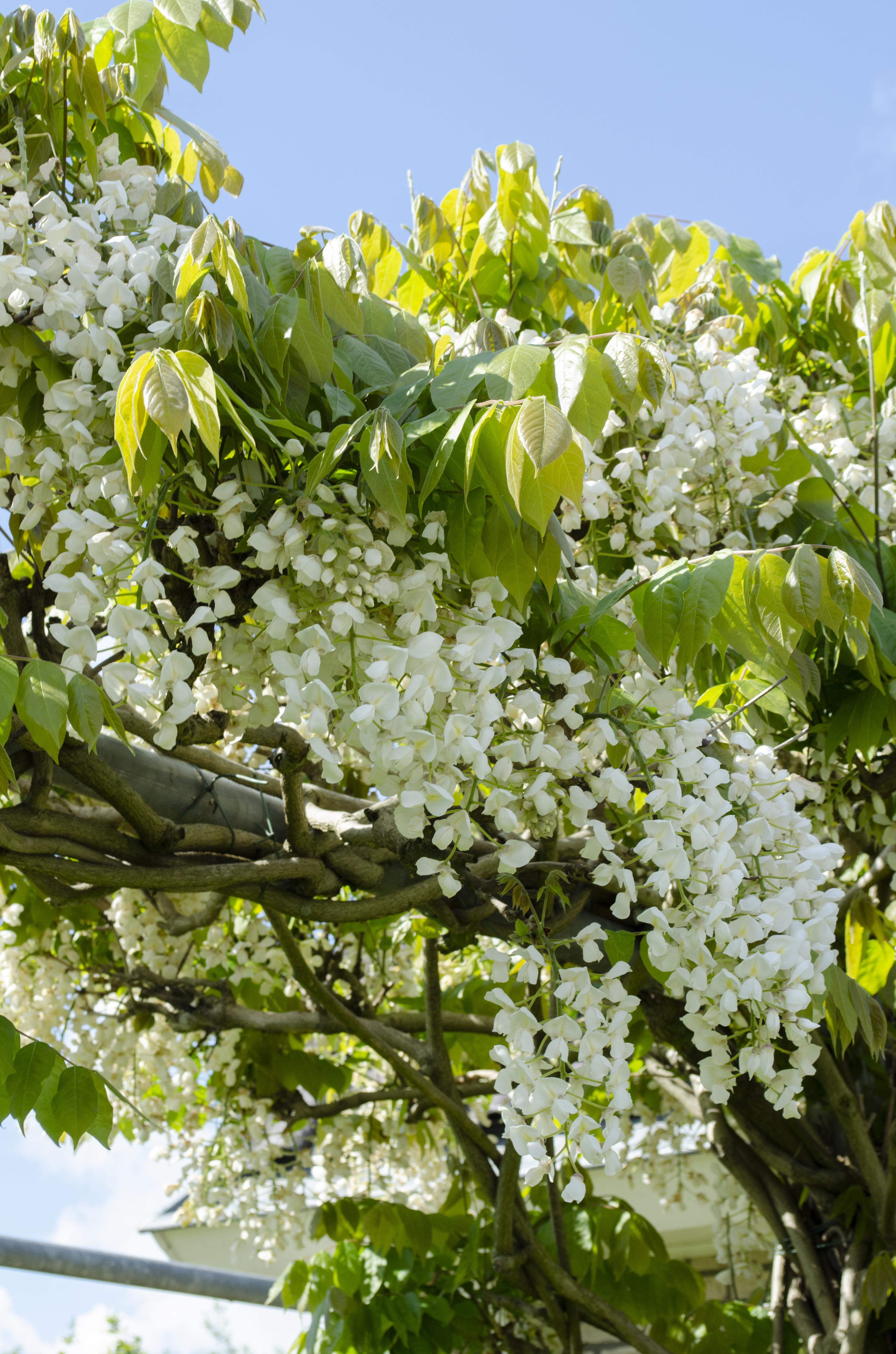 Hoogeveen Wisteria floribunda Alba - Witte regen (8712044842424)