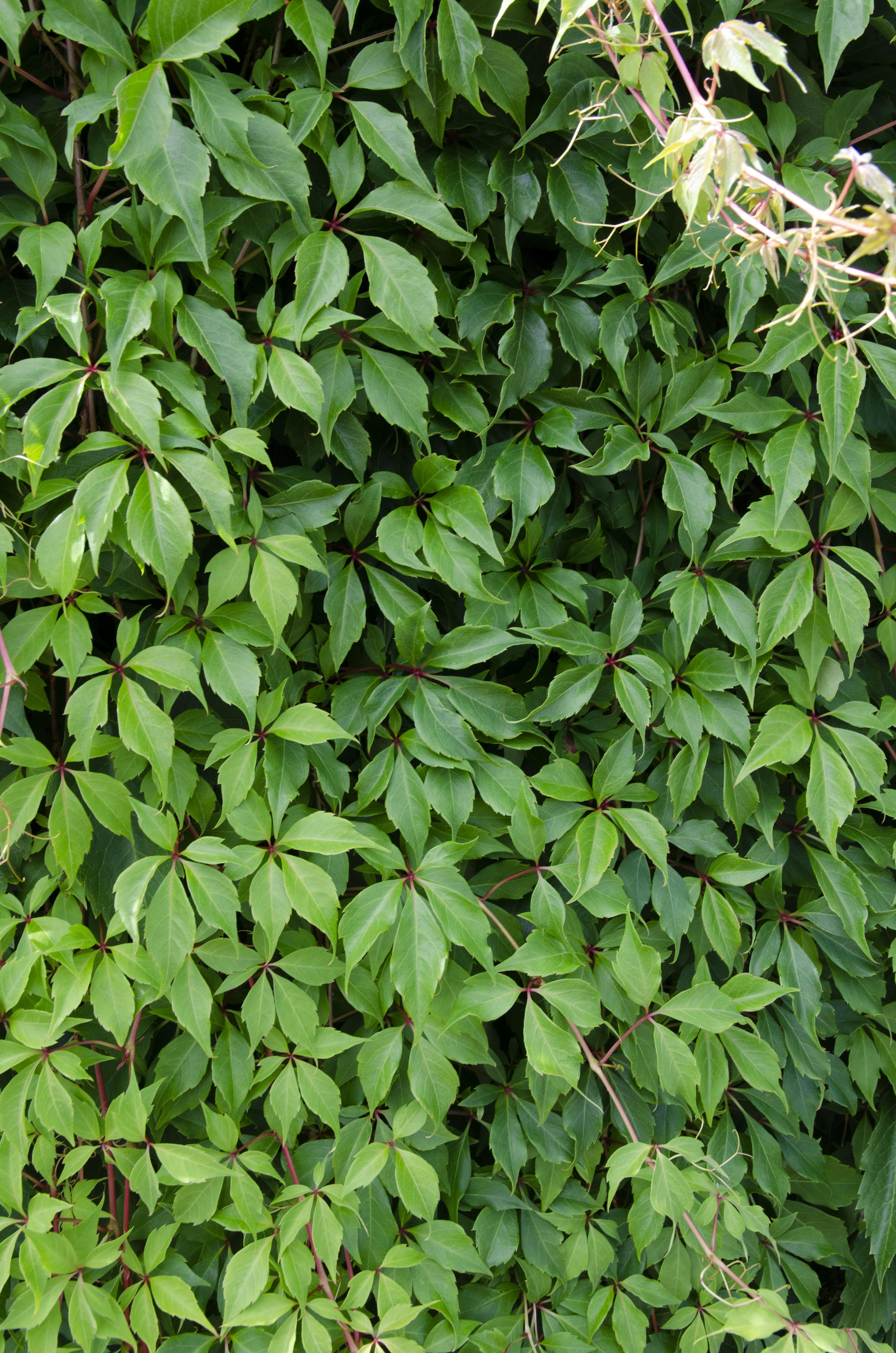 Hoogeveen Parthenocissus q. var. 'Engelmannii' (8712044839066)