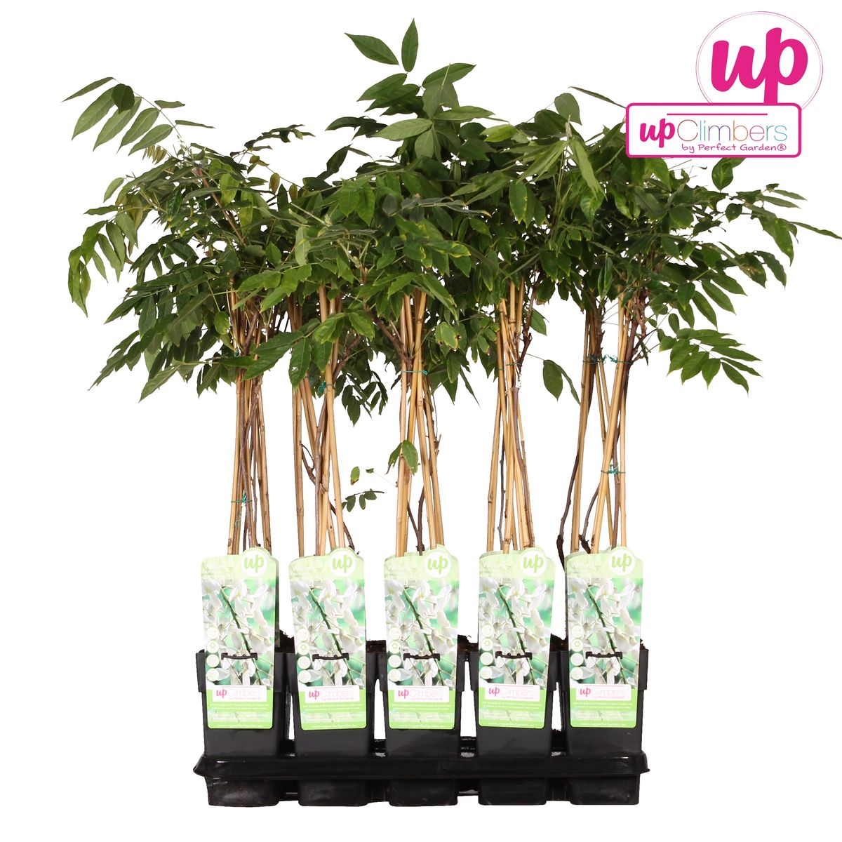 Hoogeveen Wisteria floribunda Alba - Witte regen (8712044842424)