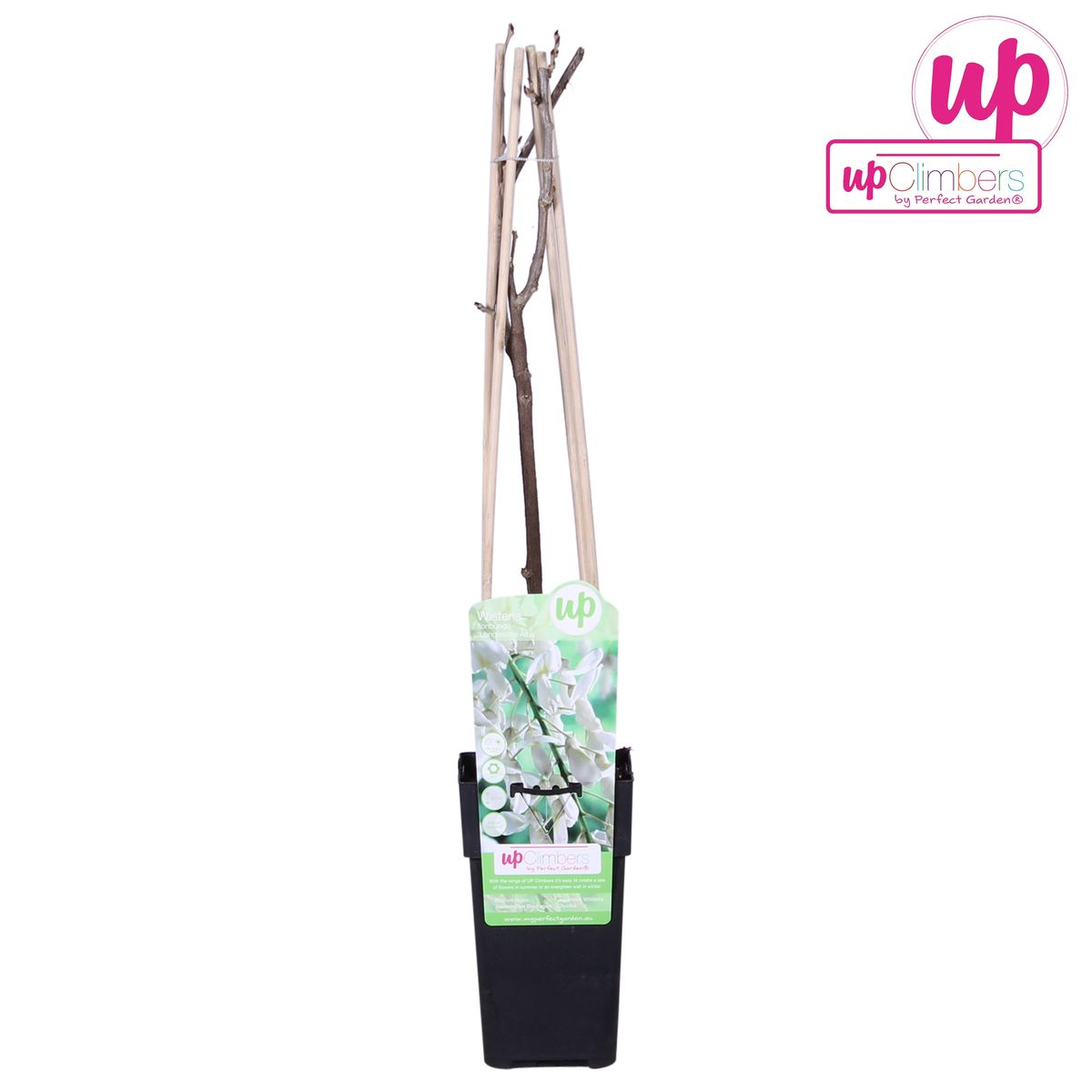 Hoogeveen Wisteria floribunda Alba - Witte regen (8712044842424)