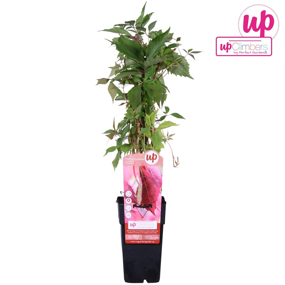 Hoogeveen Parthenocissus q. var. 'Engelmannii' (8712044839066)