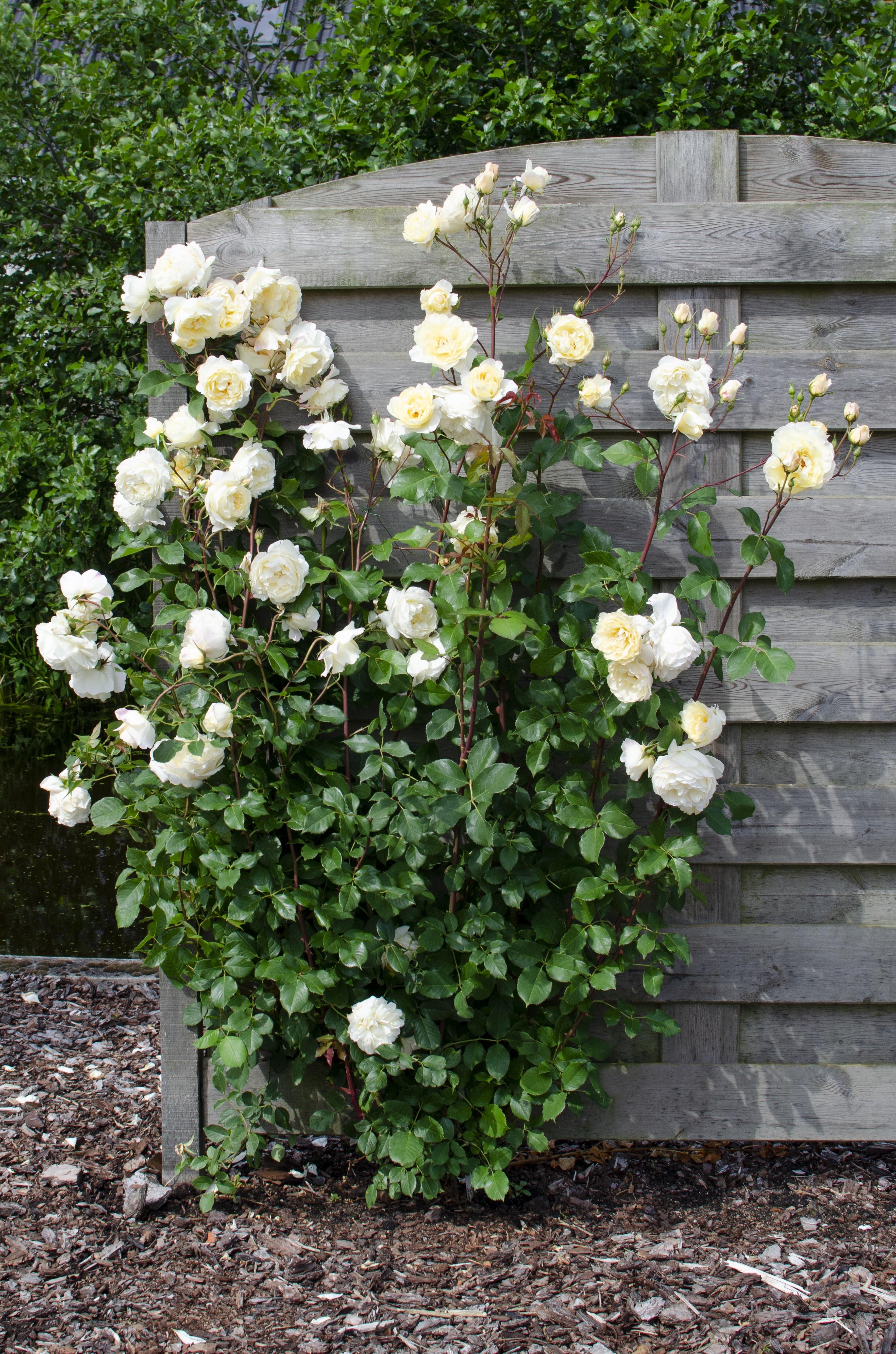 Hoogeveen Rosa Crazy in love 'Vanilla' - Creme Roos (8719075297100)