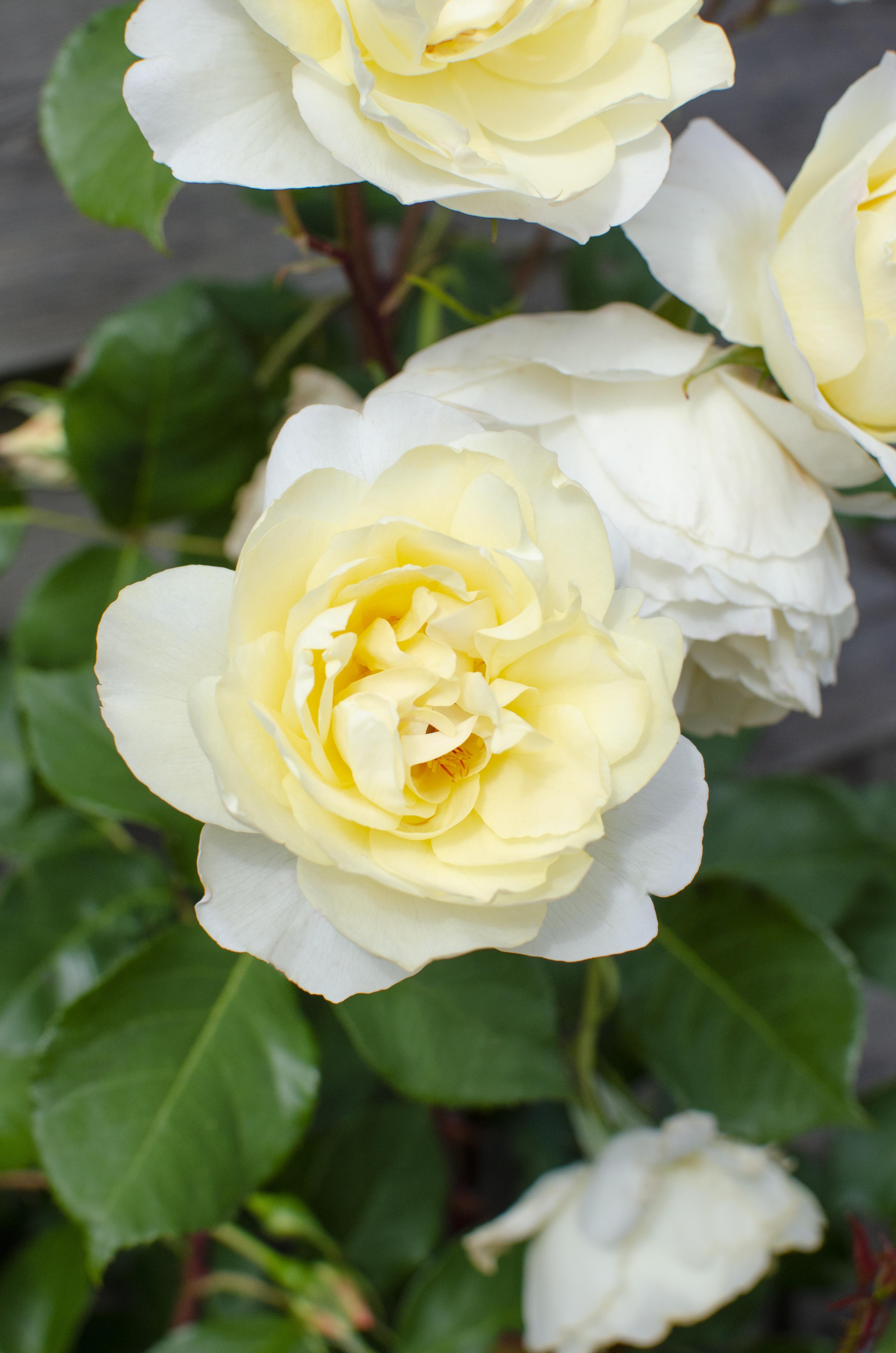 Hoogeveen Rosa Crazy in love 'Vanilla' - Creme Roos (8719075297100)