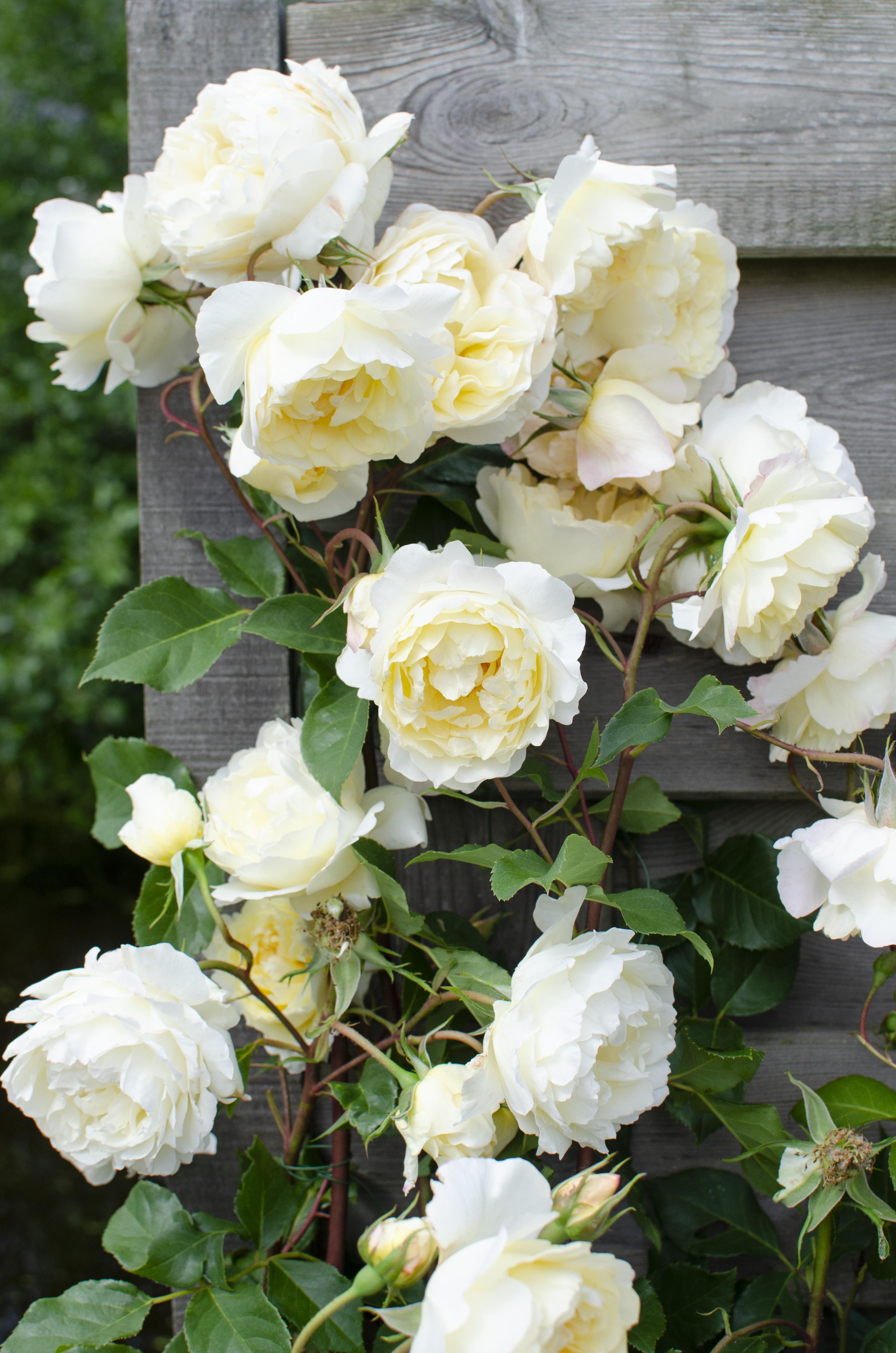Hoogeveen Rosa Crazy in love 'Vanilla' - Creme Roos (8719075297100)