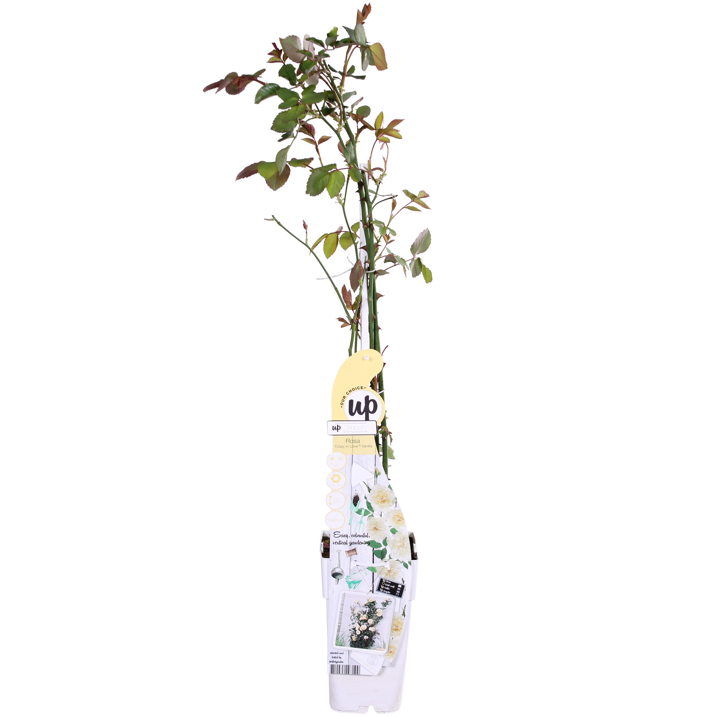 Hoogeveen Rosa Crazy in love 'Vanilla' - Creme Roos (8719075297100)