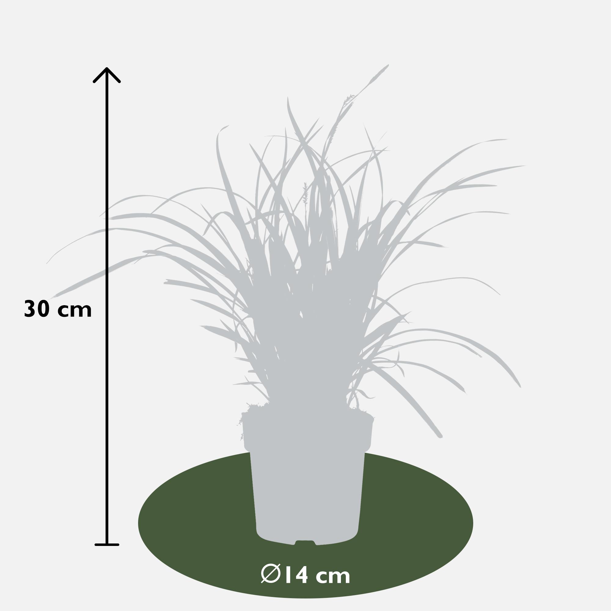 Hoogeveen Carex morrowii 'Ice Dance' (4260377082085)
