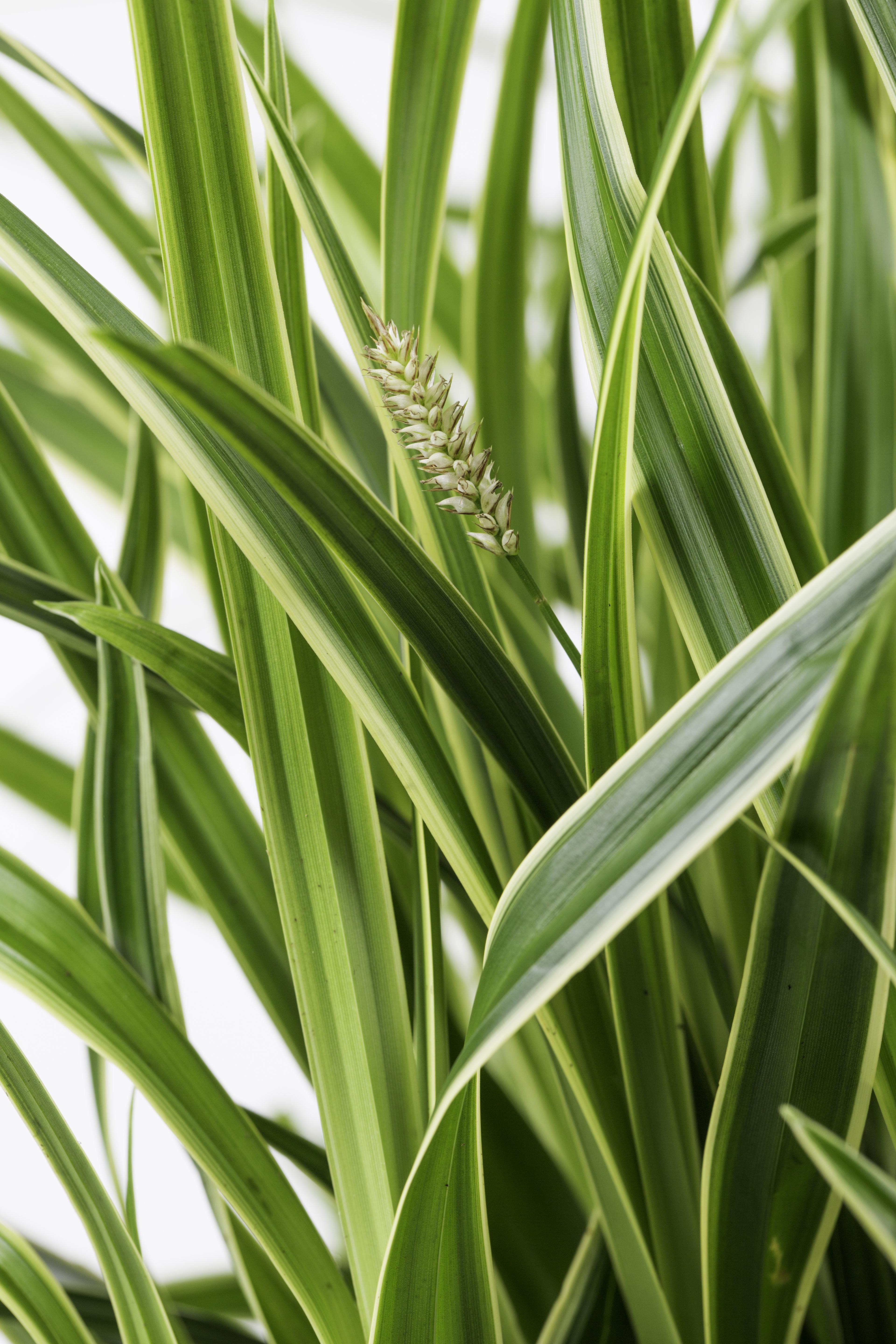 Hoogeveen Carex morrowii 'Ice Dance' (4260377082085)