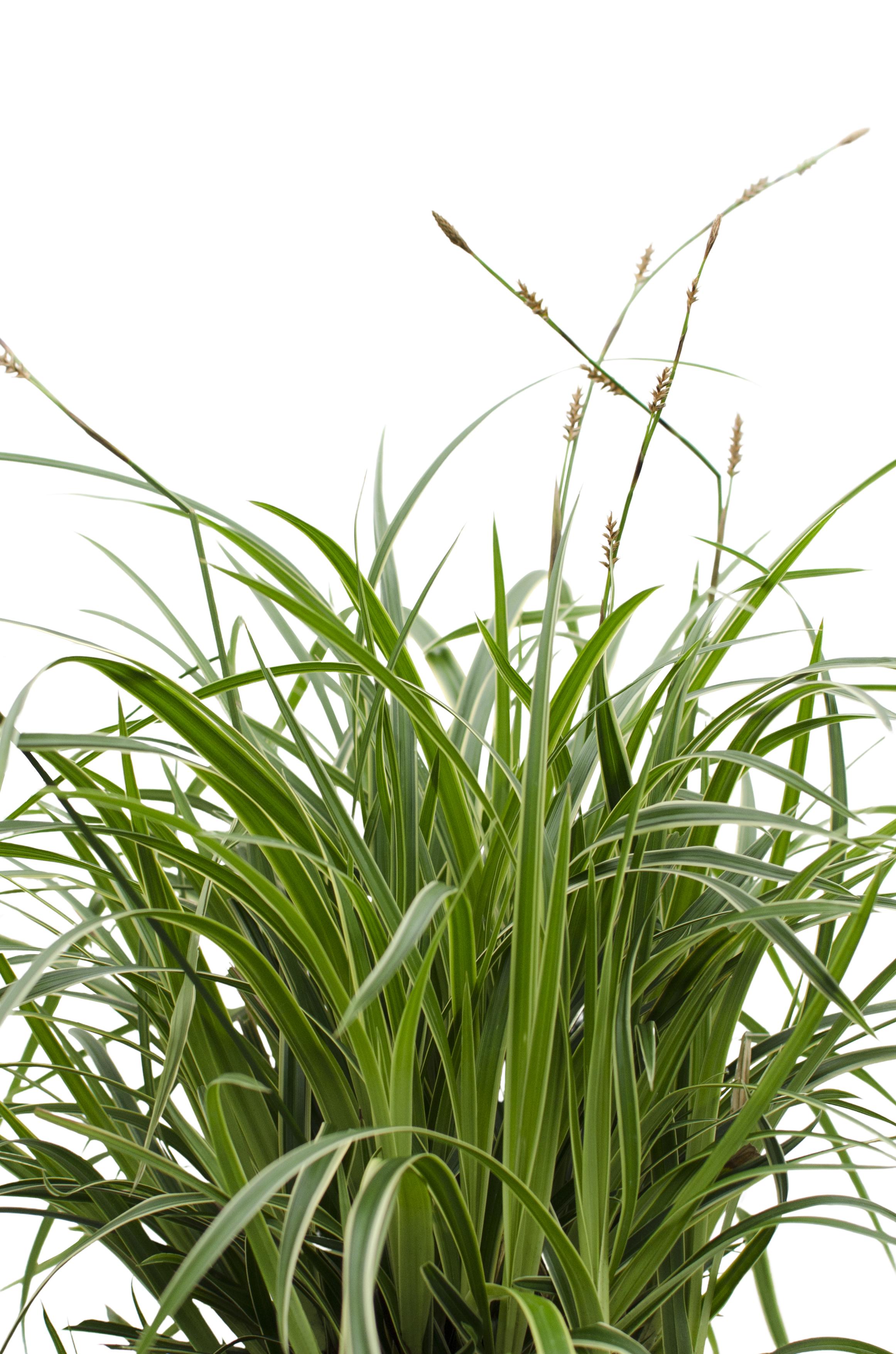 Hoogeveen Carex morrowii 'Ice Dance' (4260377082085)