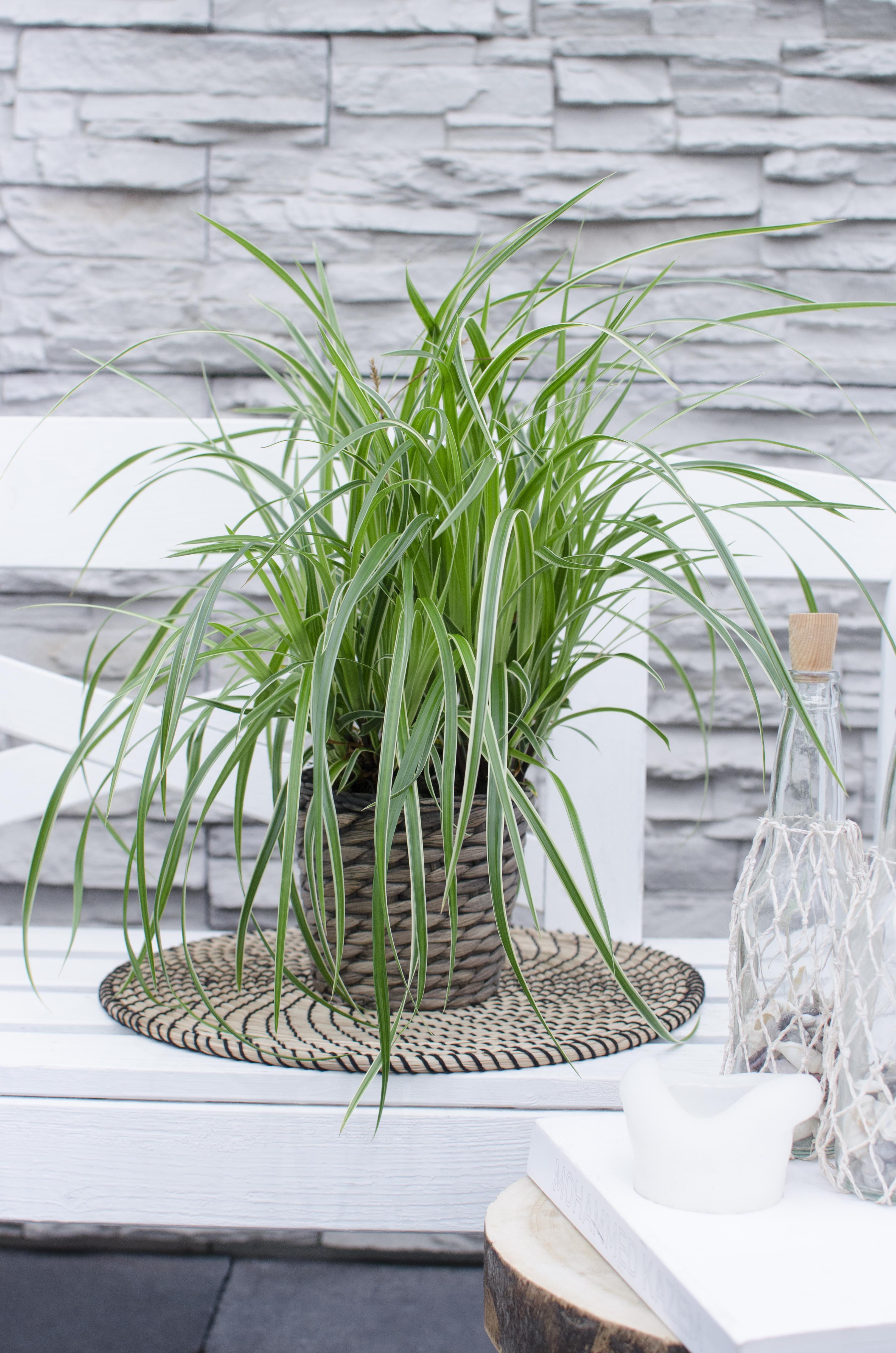 Hoogeveen Carex morrowii 'Ice Dance' (4260377082085)