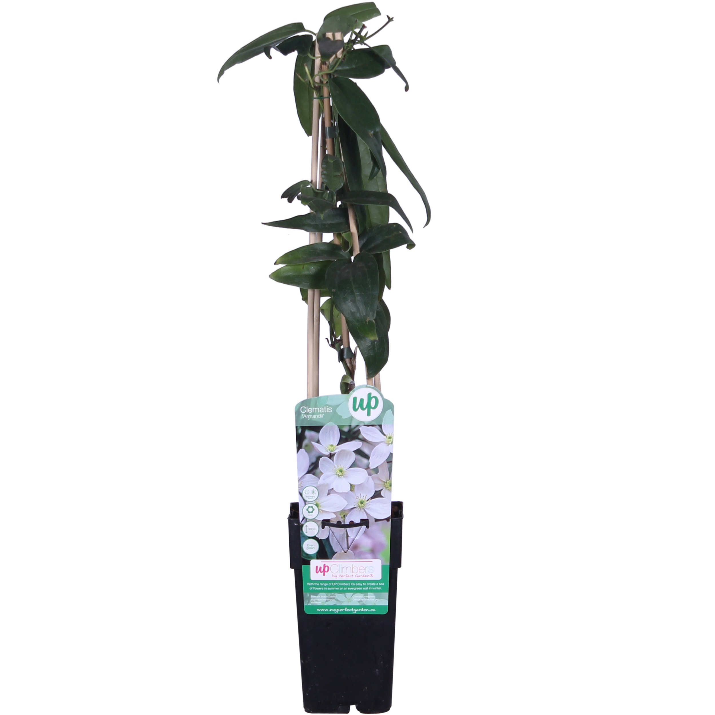 Hoogeveen Clematis armandii - Groenblijvende Clematis Wit (8712044889054)