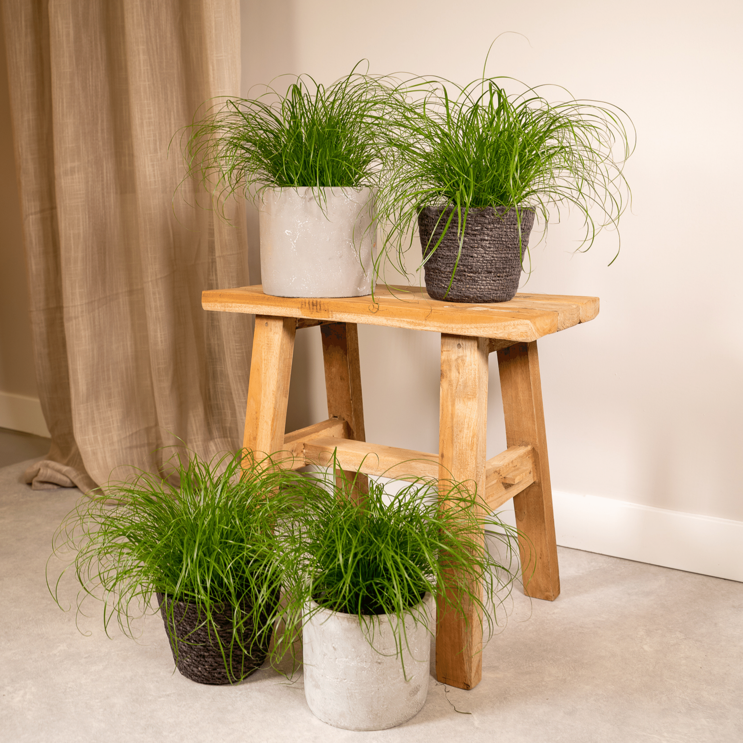 Cyperus Alternifolius (Kattengras) - 4 stuks (10284)