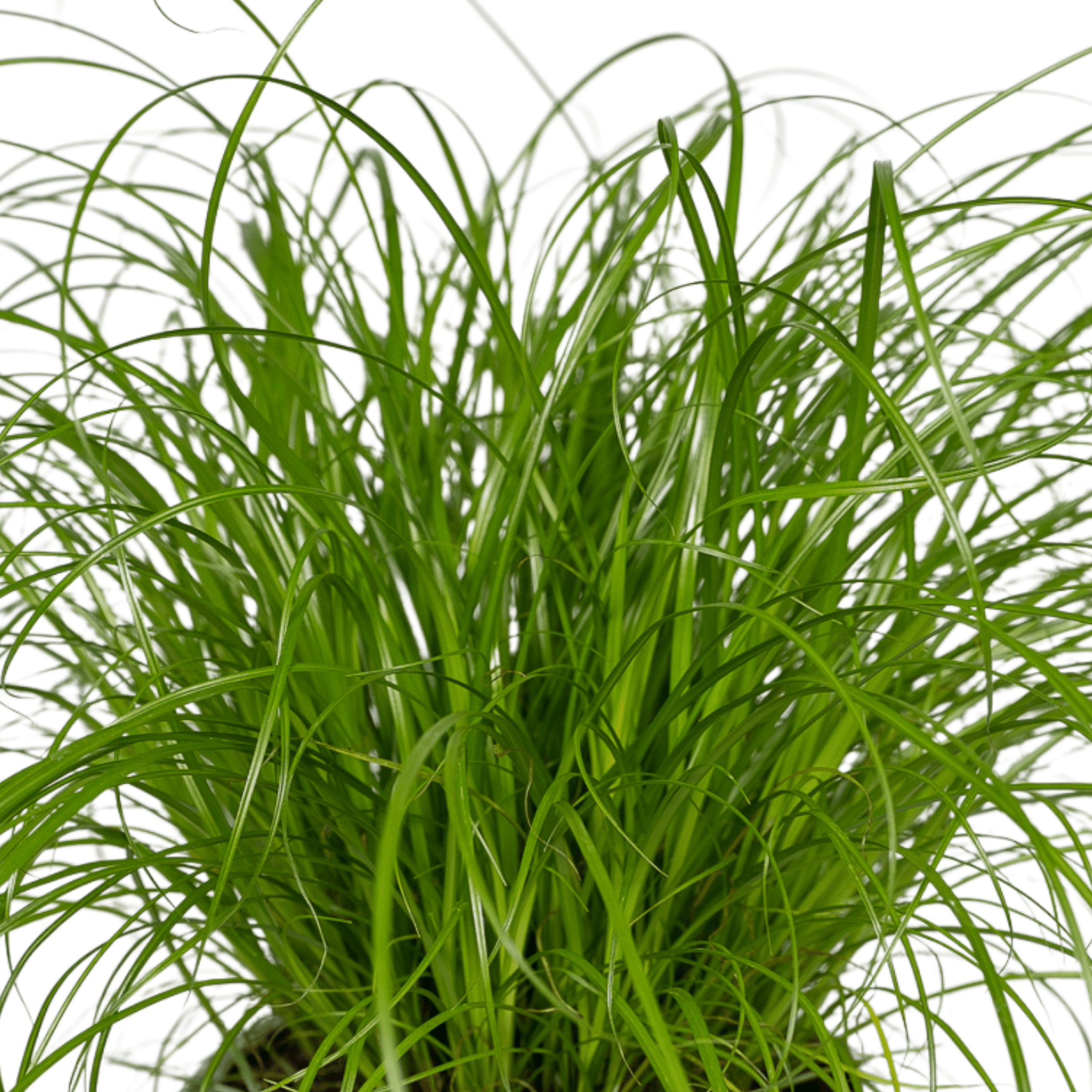 Cyperus Alternifolius (Kattengras) - 4 stuks (10284)