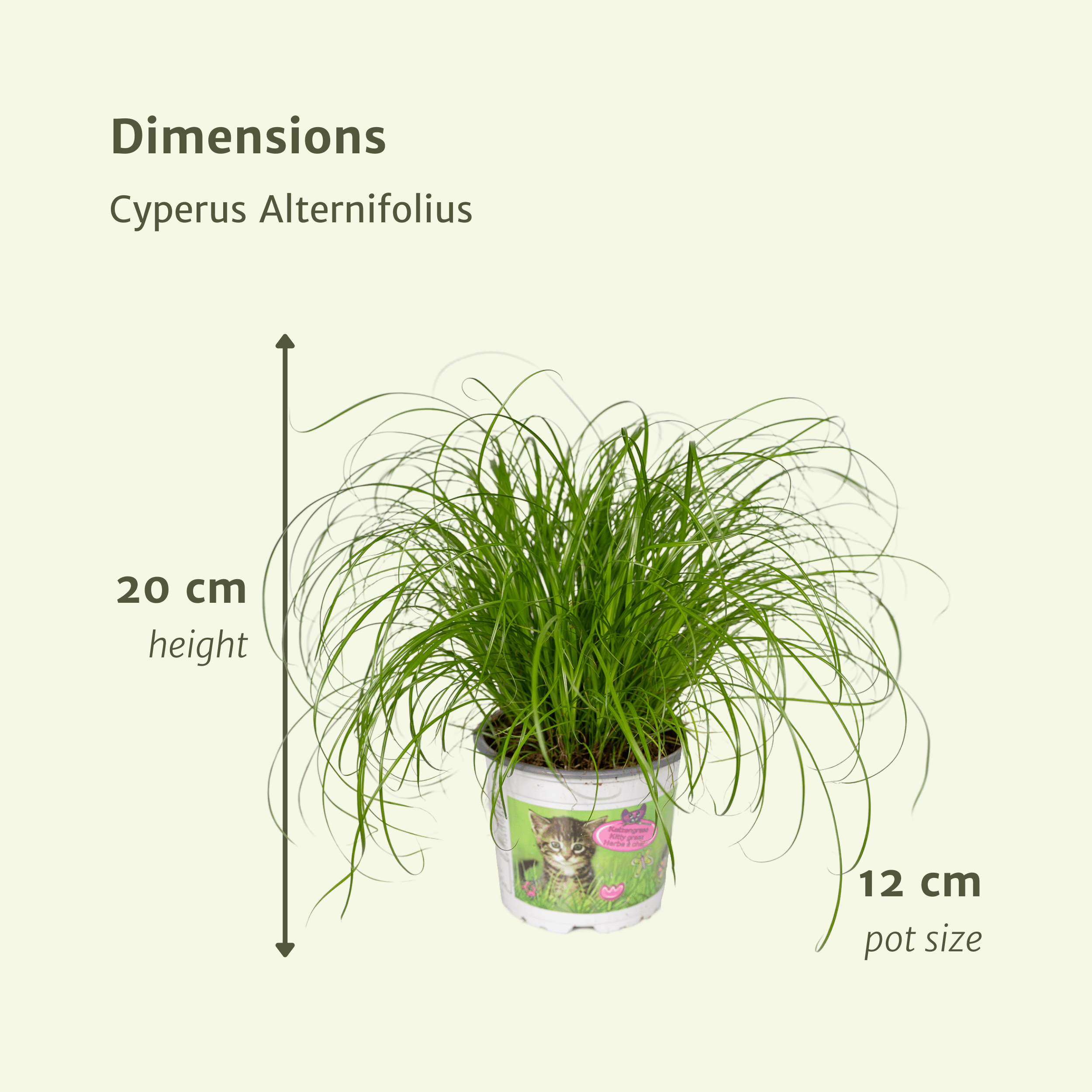 Cyperus Alternifolius (Kattengras) - 4 stuks (10284)