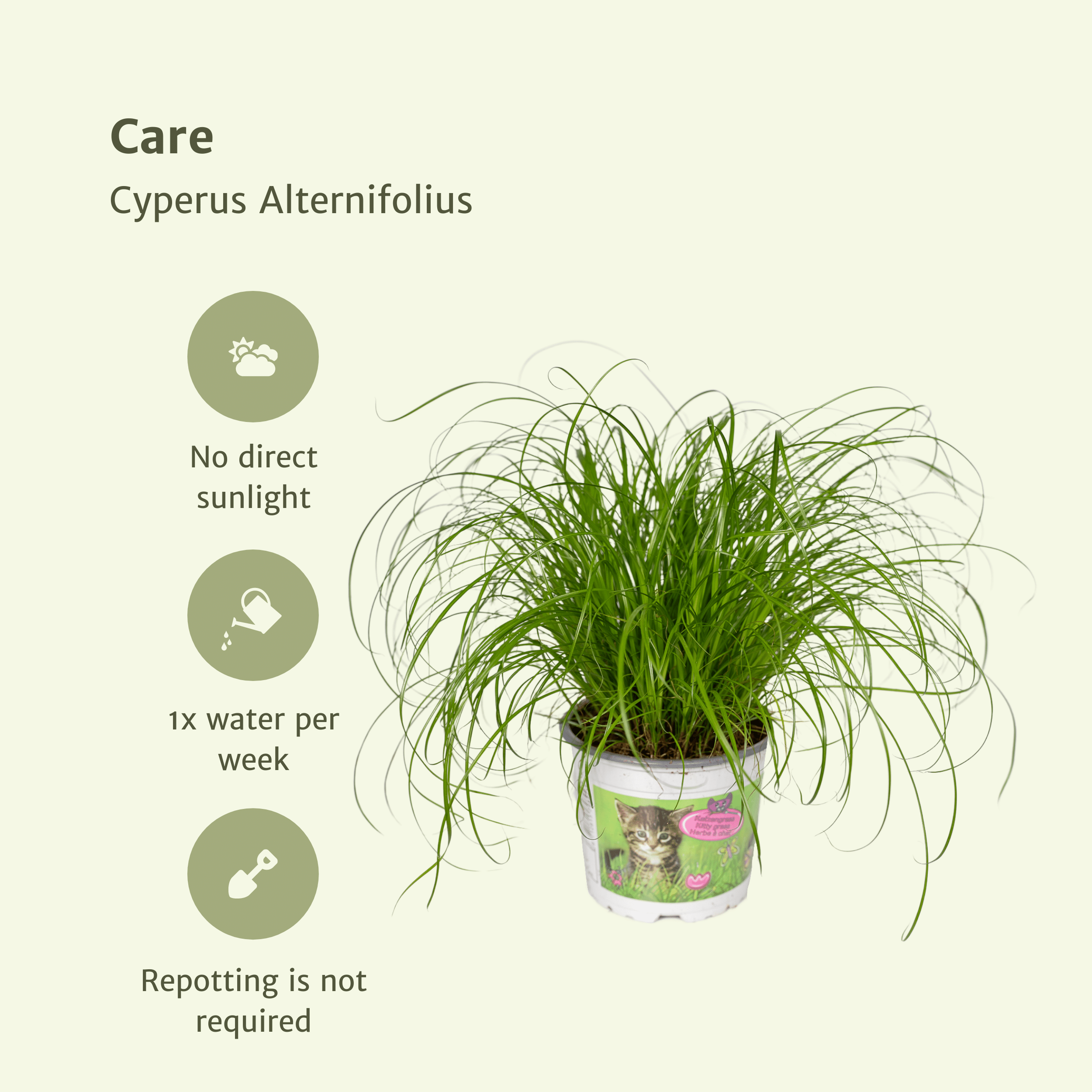 Cyperus Alternifolius (Kattengras) - 4 stuks (10284)