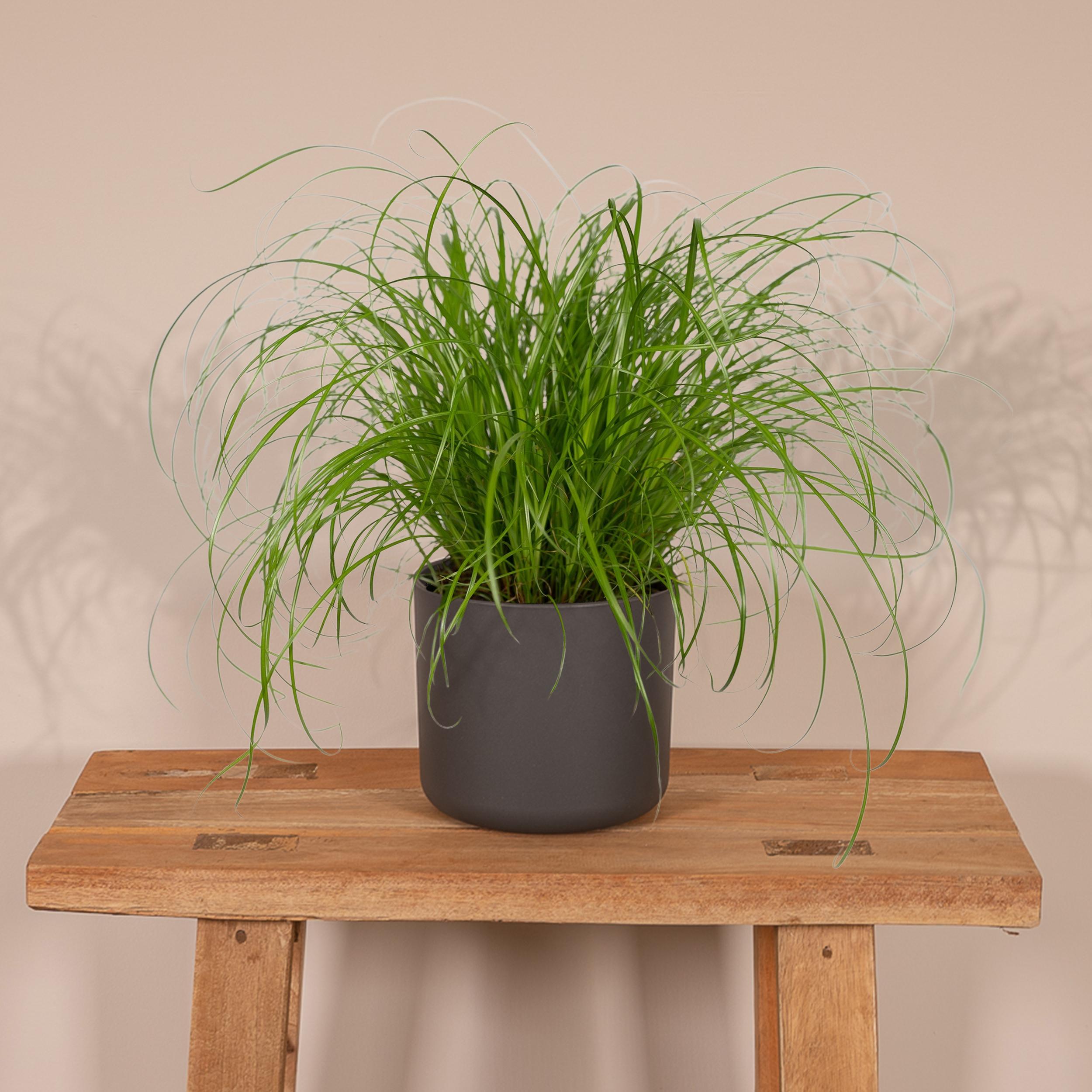 Cyperus Alternifolius - Kattengras (8720634284325)