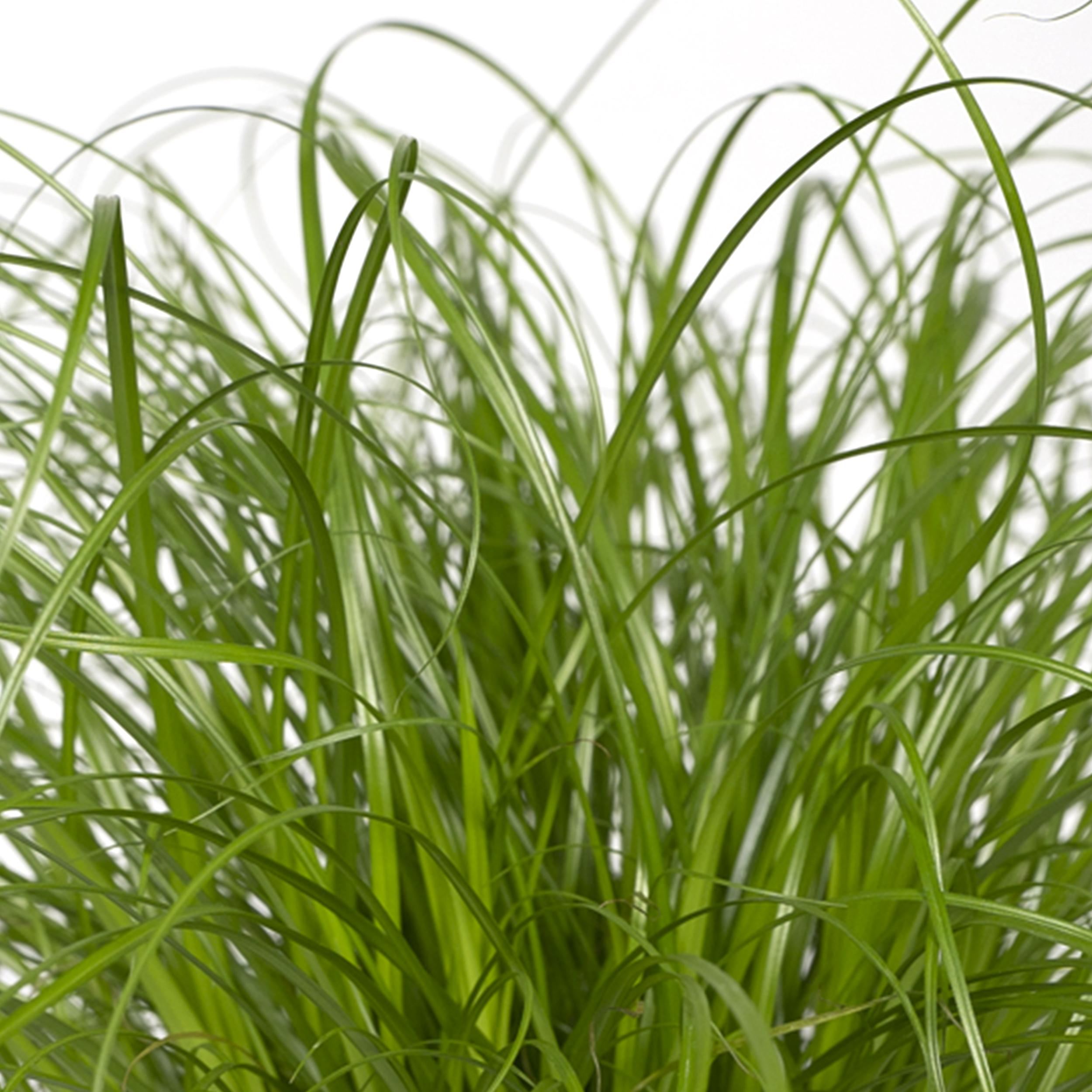 Cyperus Alternifolius - Kattengras (8720634284325)